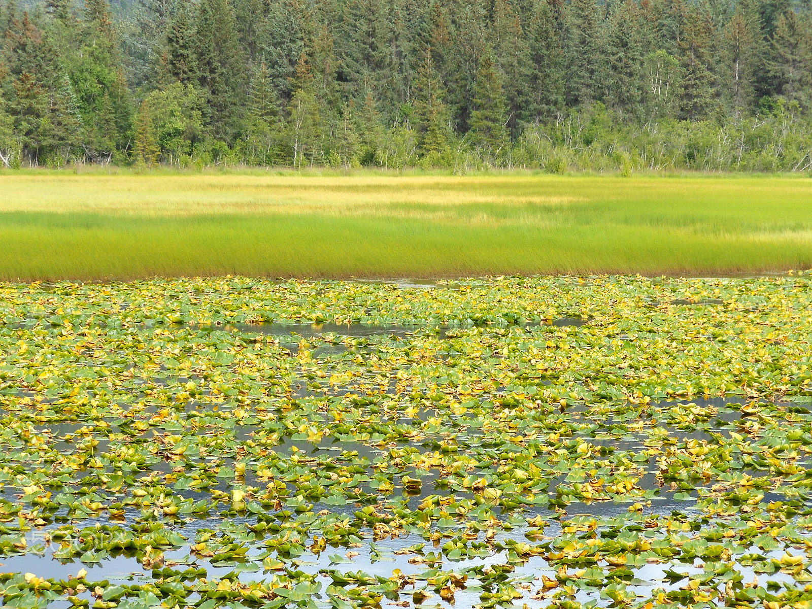 Nikon Coolpix S6100 sample photo. Waterlillies1.jpg photography