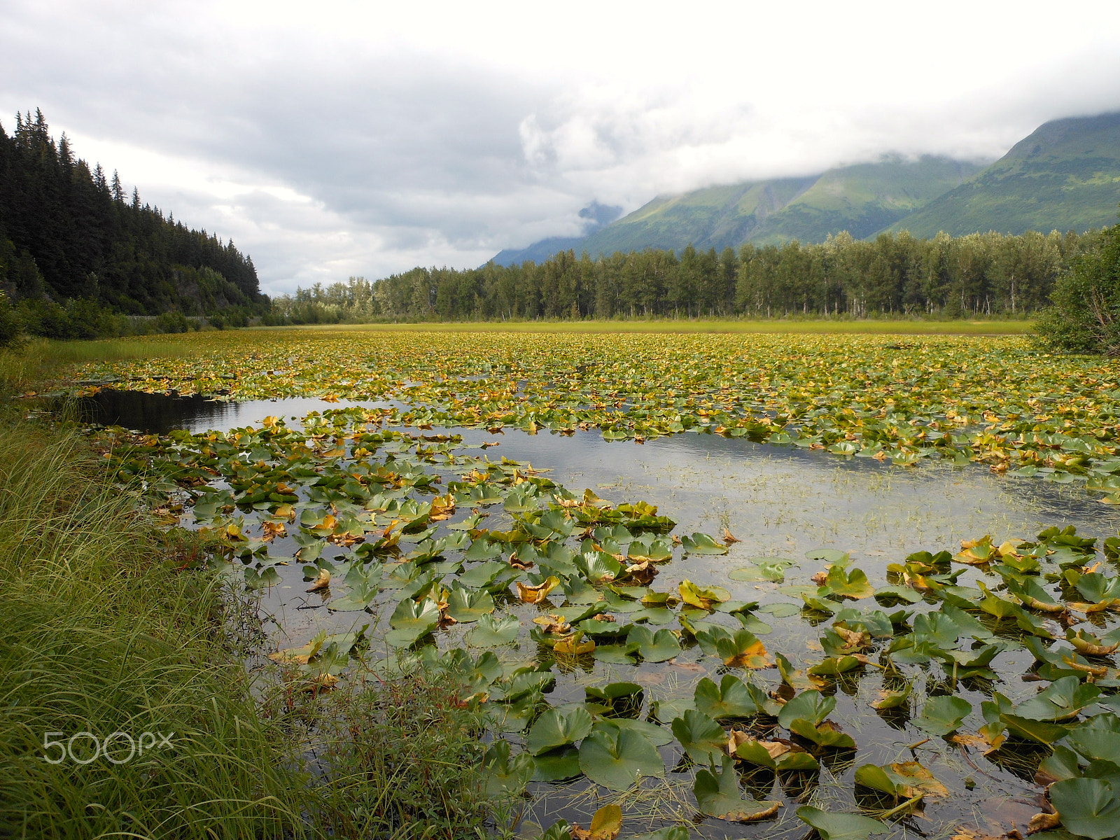 Nikon Coolpix S6100 sample photo. Waterlillies2.jpg photography