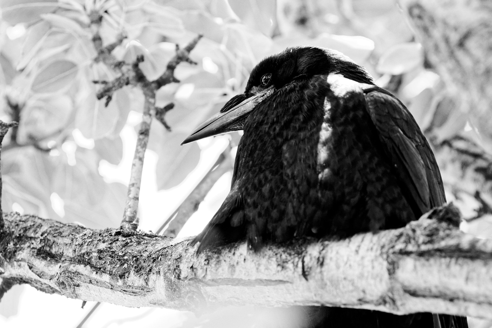 Canon EOS 50D + Canon EF 50mm F2.5 Macro sample photo. Crow 4 photography