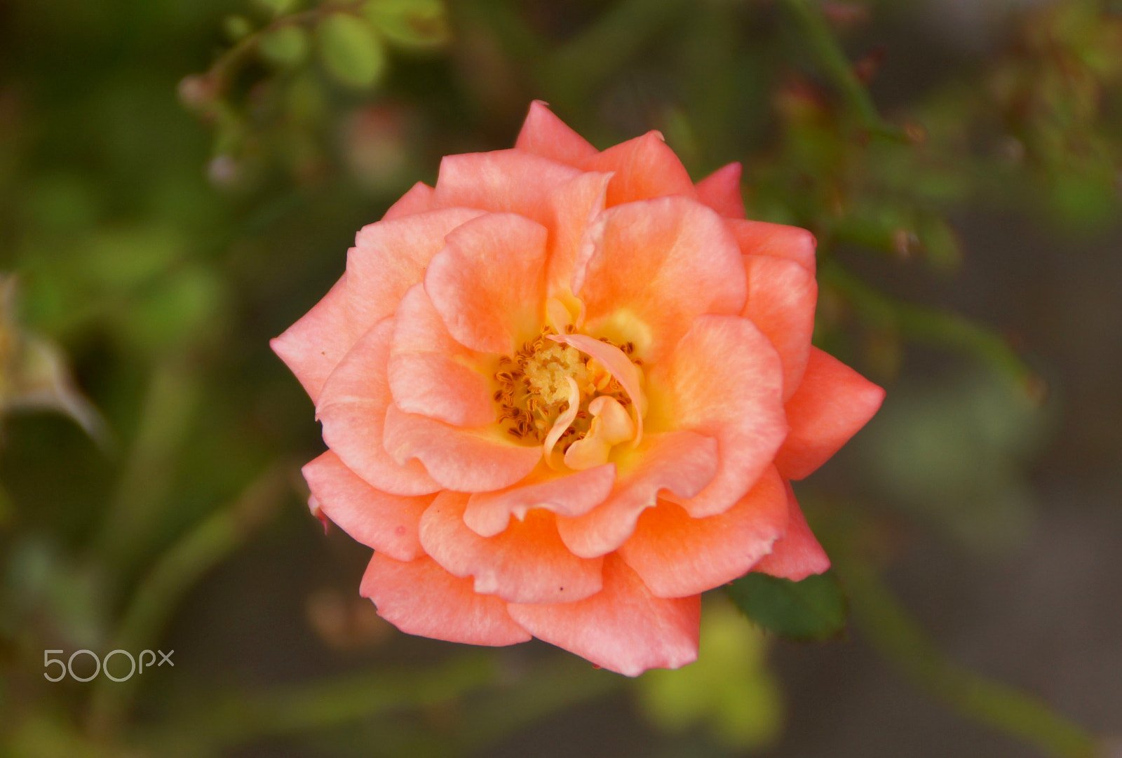 Sony SLT-A55 (SLT-A55V) sample photo. Golden ratio photography