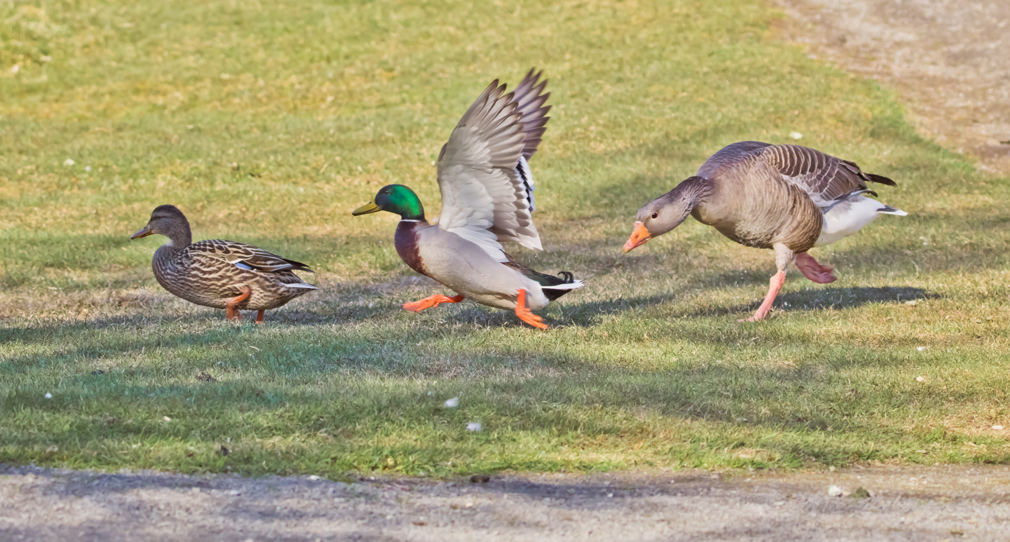 Tamron SP 150-600mm F5-6.3 Di VC USD sample photo. Off my grass photography