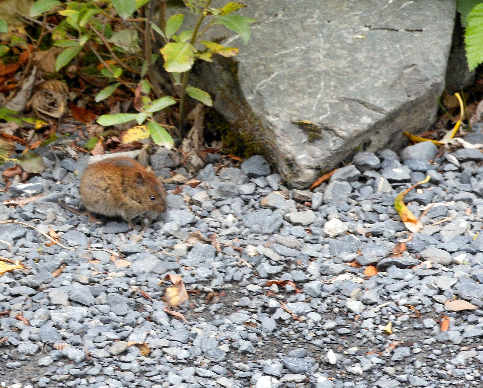 Nikon Coolpix S6100 sample photo. Vole.jpg photography