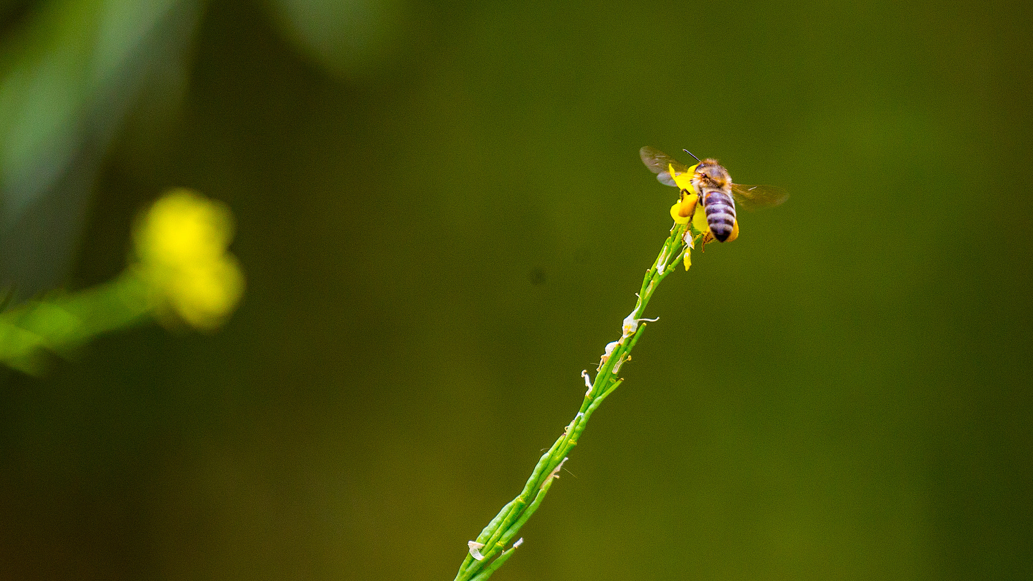Canon EF 100-400mm F4.5-5.6L IS II USM sample photo. Bee photography