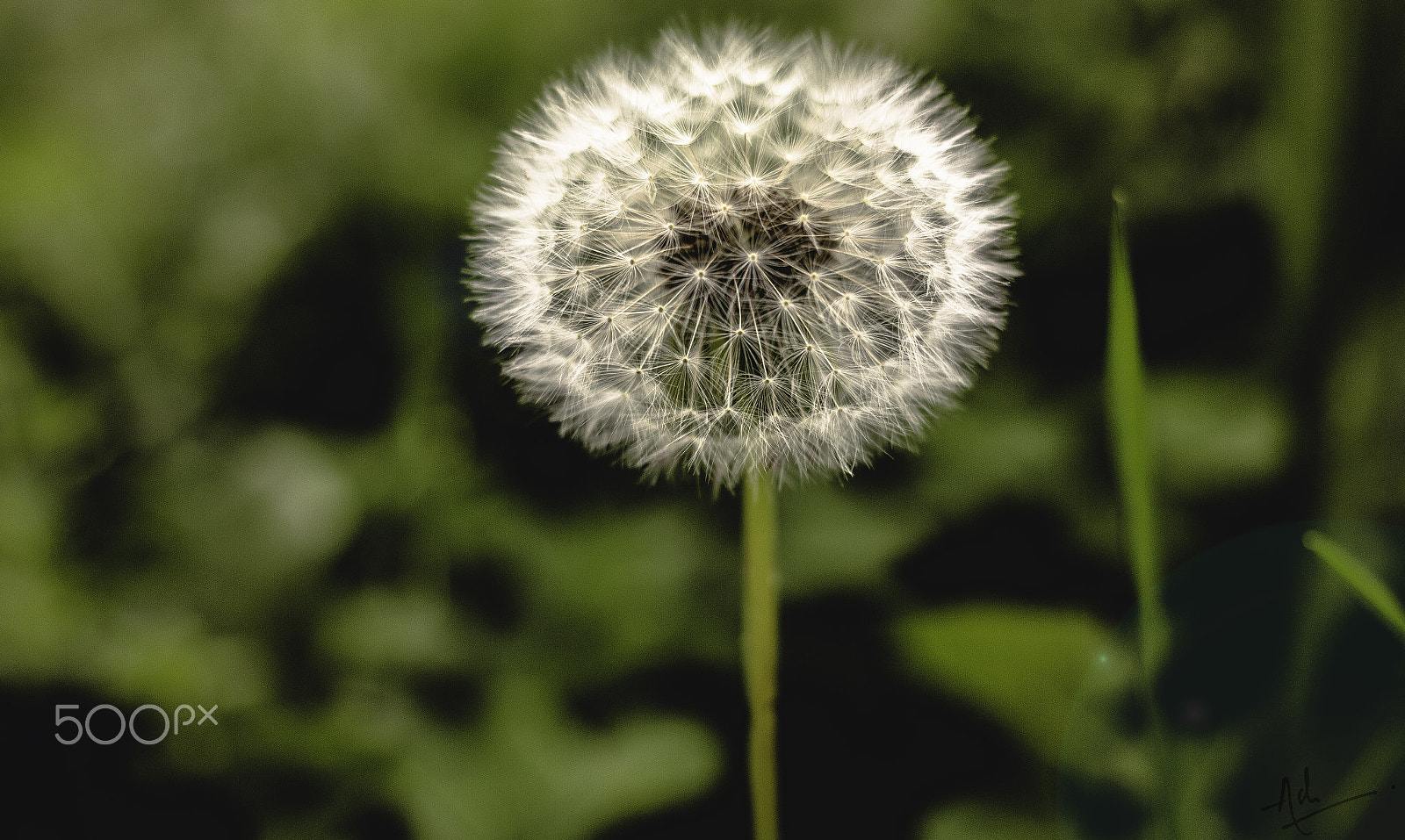 Canon EF 40mm F2.8 STM sample photo. Make a wish! photography