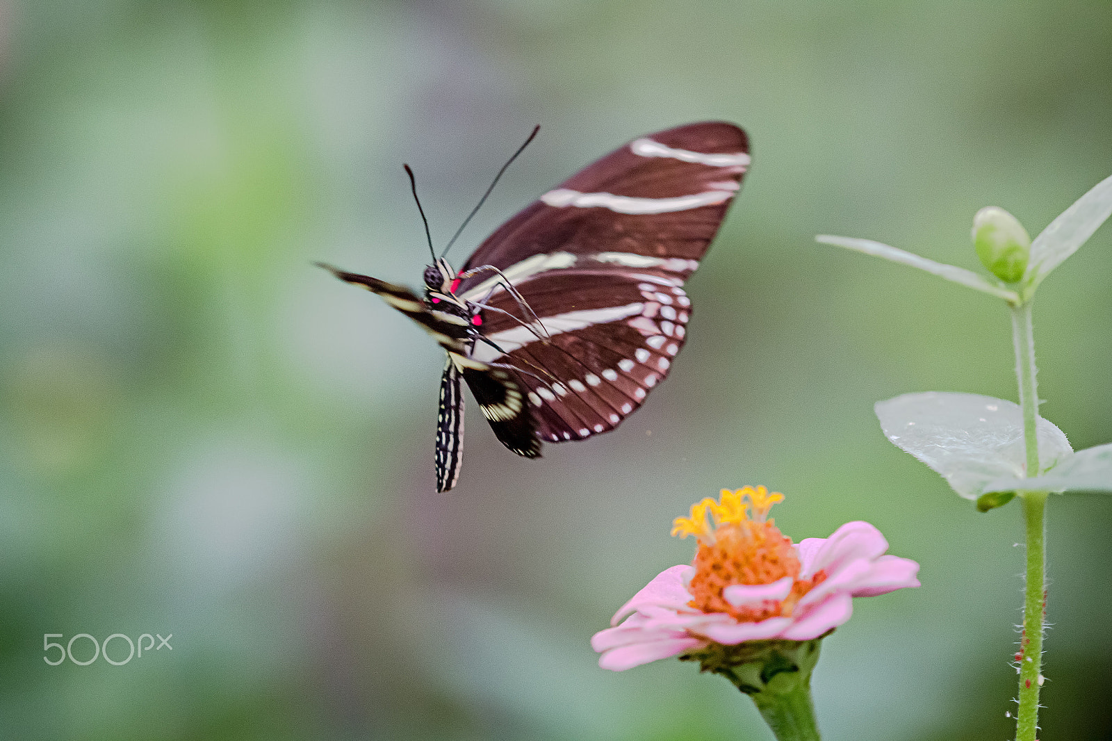 Canon EF 180mm F3.5L Macro USM sample photo. Edit photography