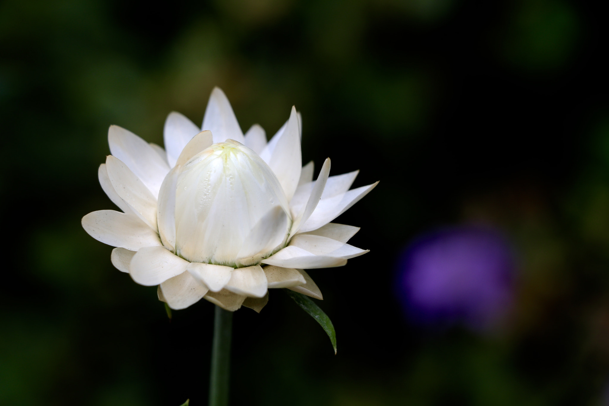 Canon EF-S 18-135mm F3.5-5.6 IS USM sample photo. Lotus flower photography