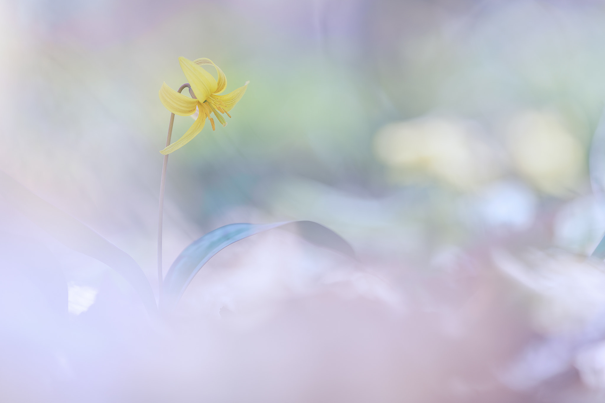 Sony a7R II + 70-200mm F2.8 sample photo. Trout lily photography