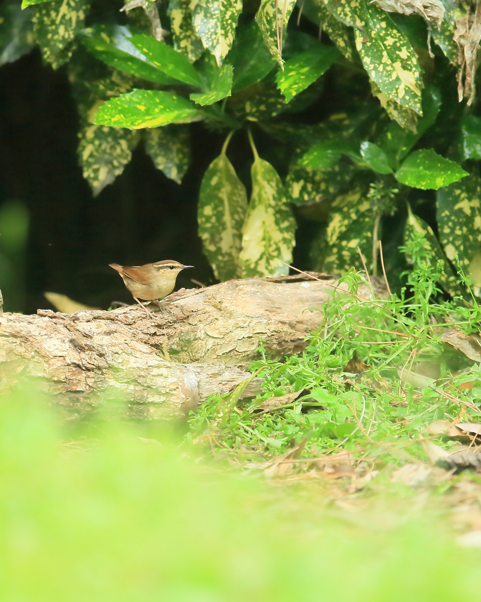 Canon EF 400mm F2.8L IS II USM sample photo. ヤブサメ   ポーズ− photography