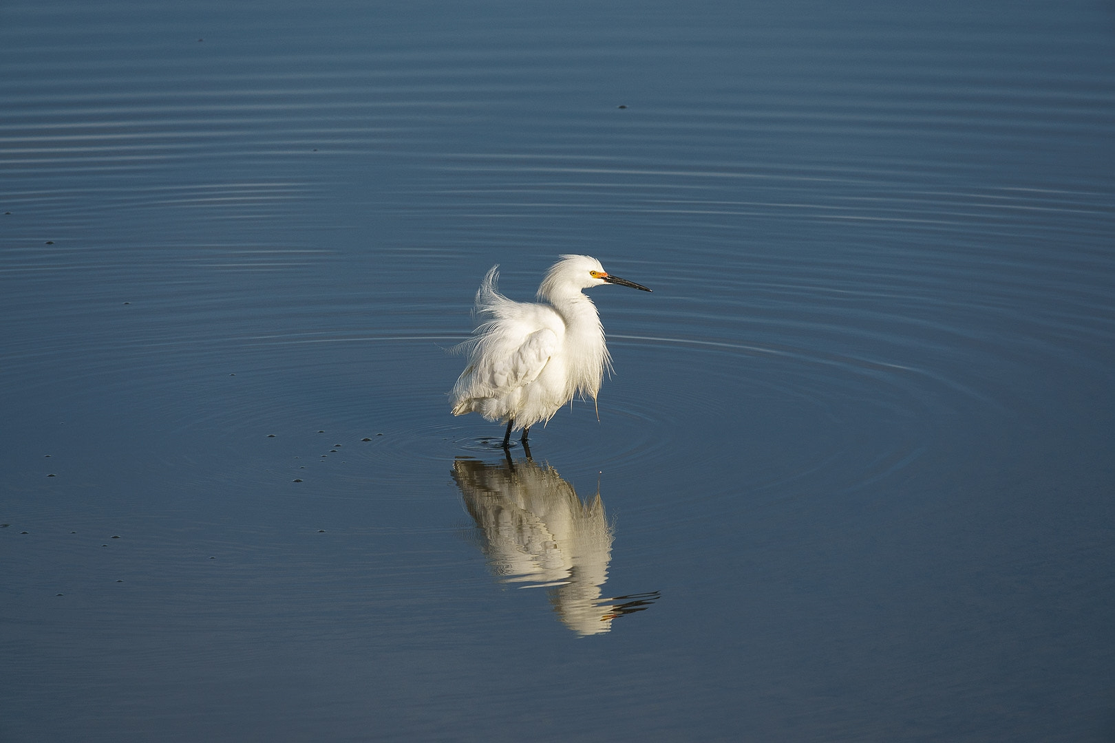 Sony a6000 + Canon EF-S 55-250mm F4-5.6 IS STM sample photo. Fluffed egret photography