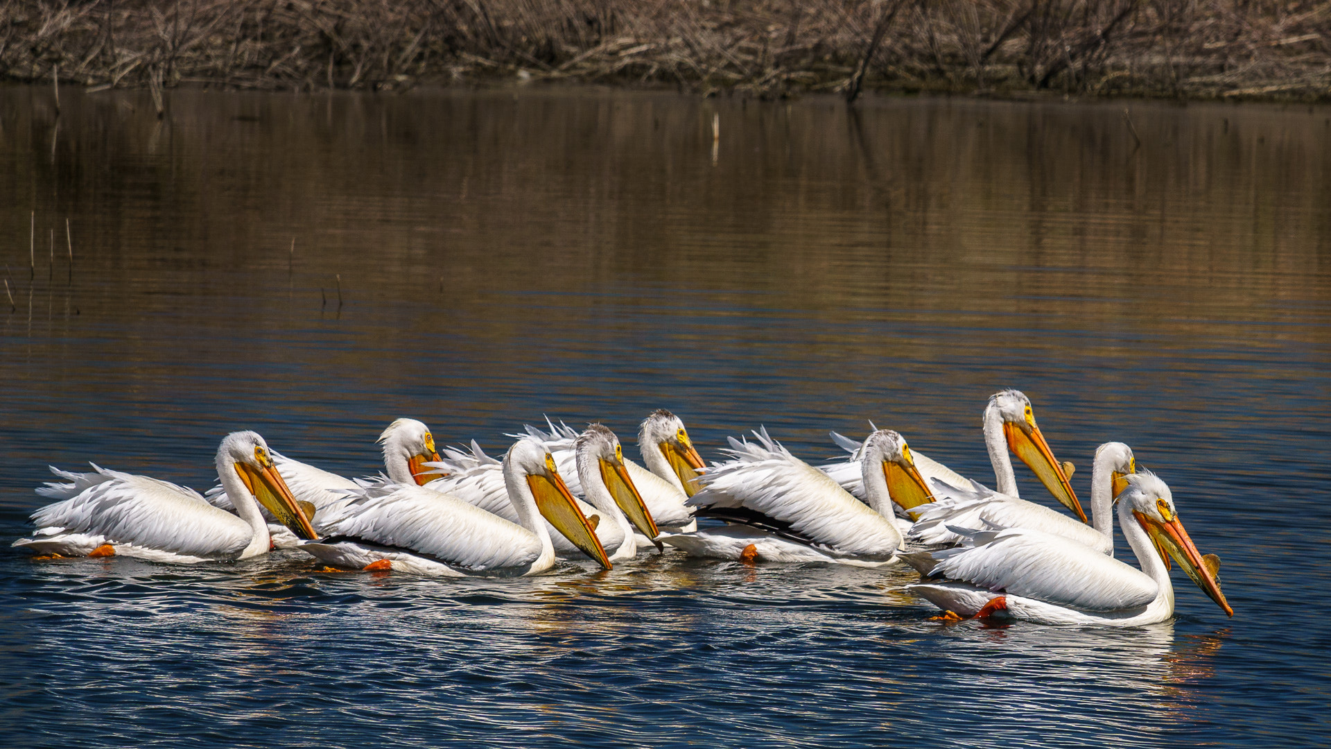 Sony a6000 sample photo. Pelicans photography