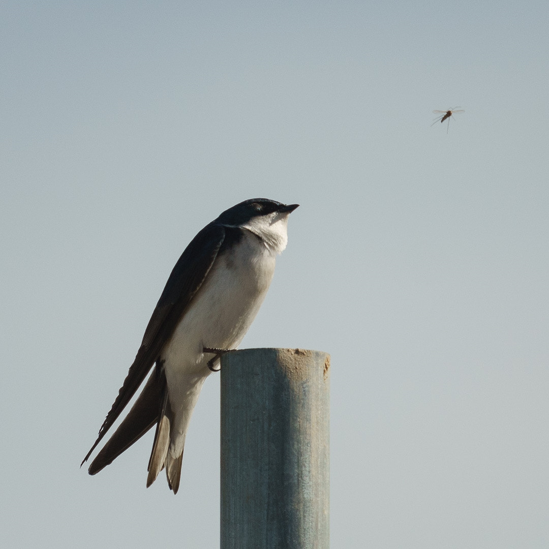Sony a6000 + Canon EF-S 55-250mm F4-5.6 IS STM sample photo. House martin photography