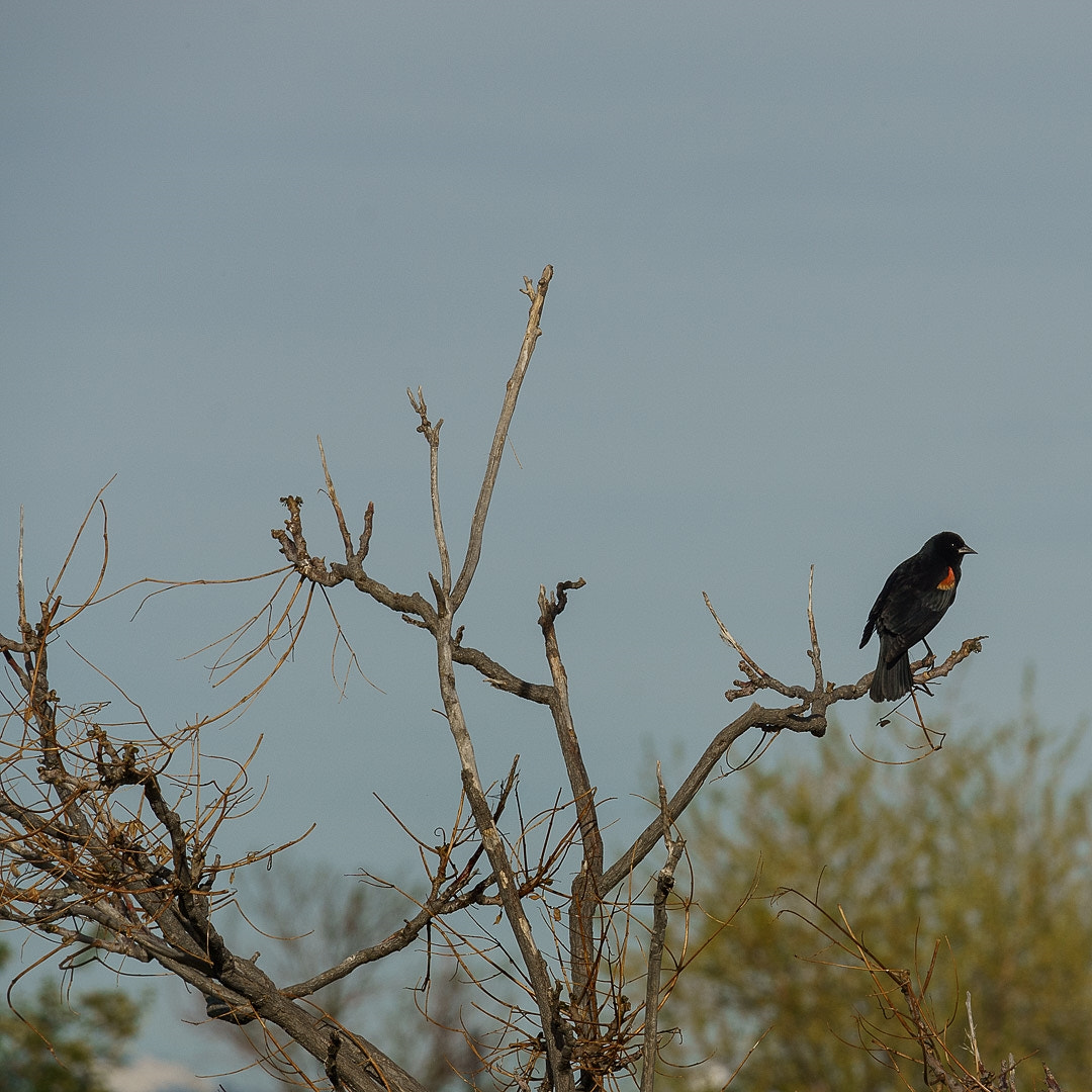 Sony a6000 sample photo. Red winged blackbird photography