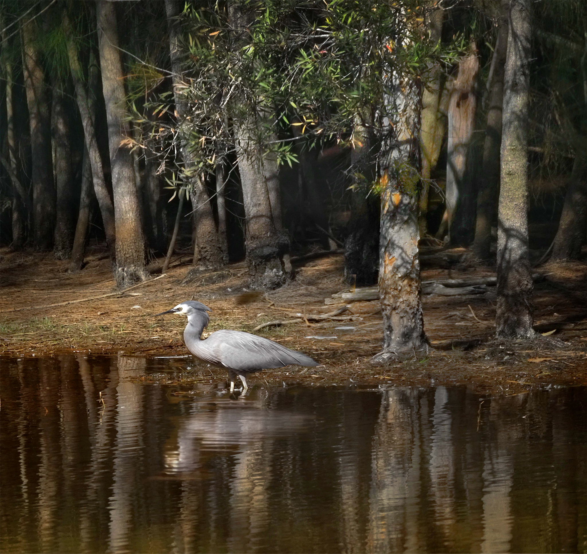 Fujifilm XF 100-400mm F4.5-5.6 R LM OIS WR sample photo. Wetlands 2 photography