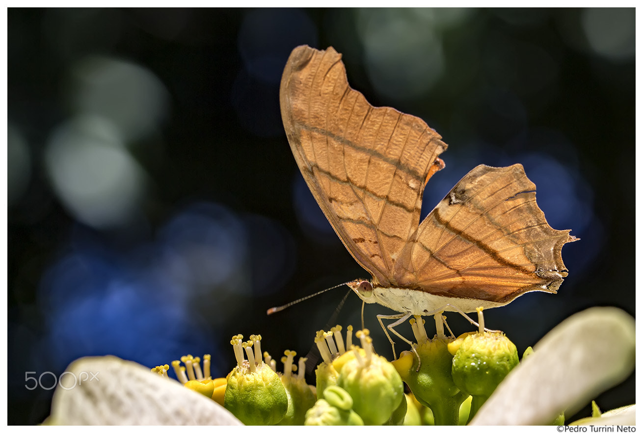 Canon EF 100mm F2.8L Macro IS USM sample photo. Macro butterfly pollinating photography