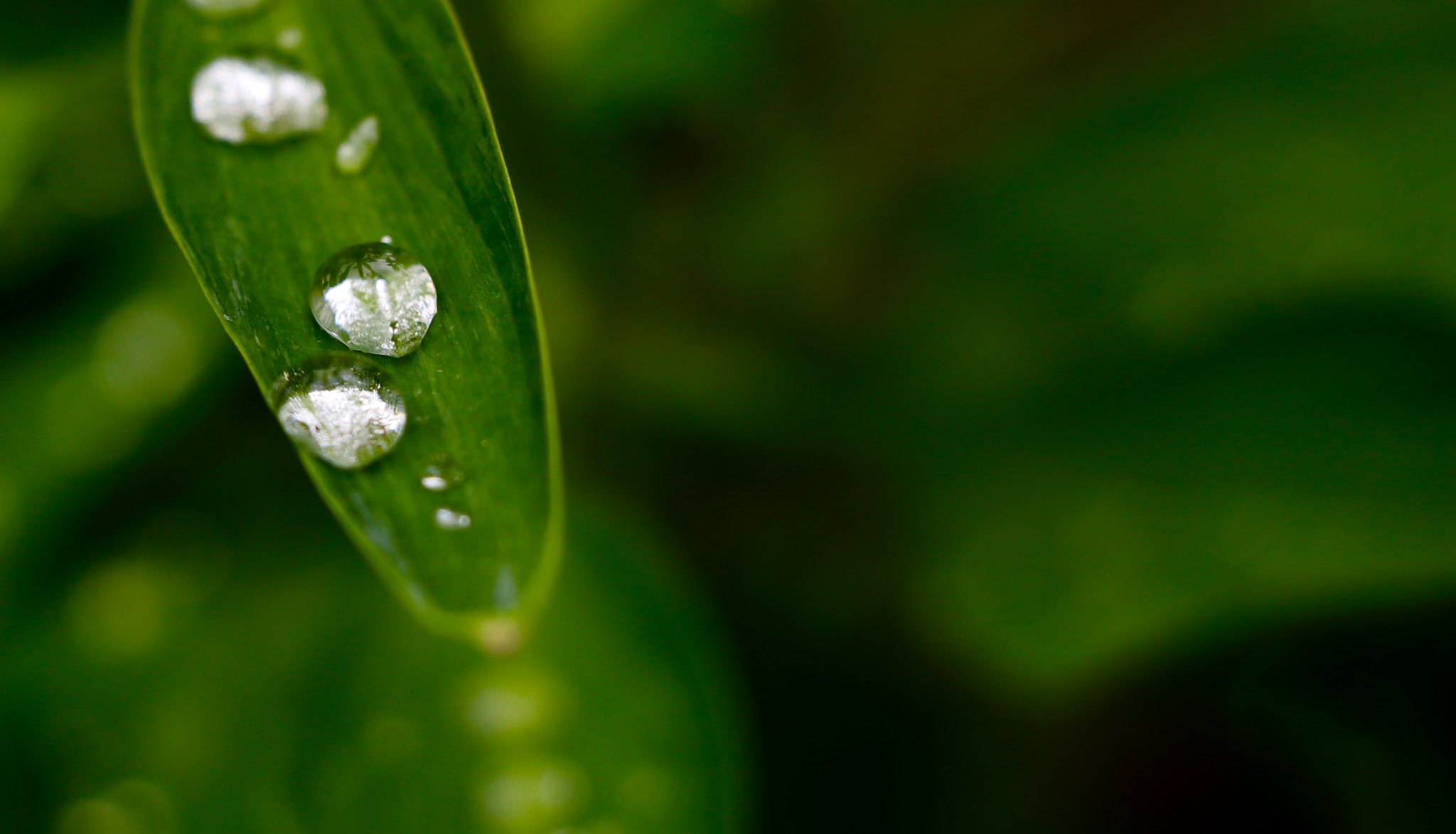 Canon EF-S 18-135mm F3.5-5.6 IS USM sample photo. Water drop photography