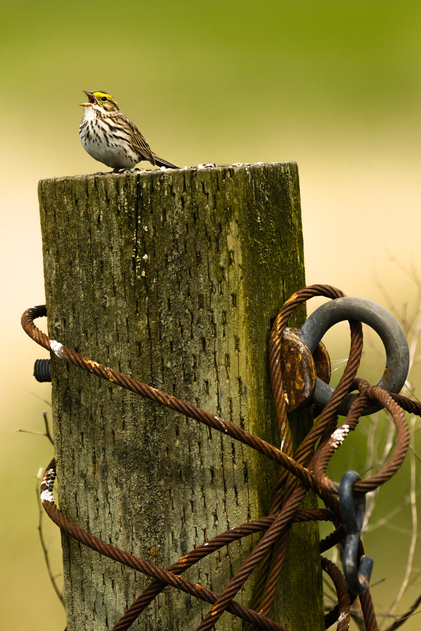 Nikon AF-S Nikkor 400mm F2.8G ED VR II sample photo. Song photography
