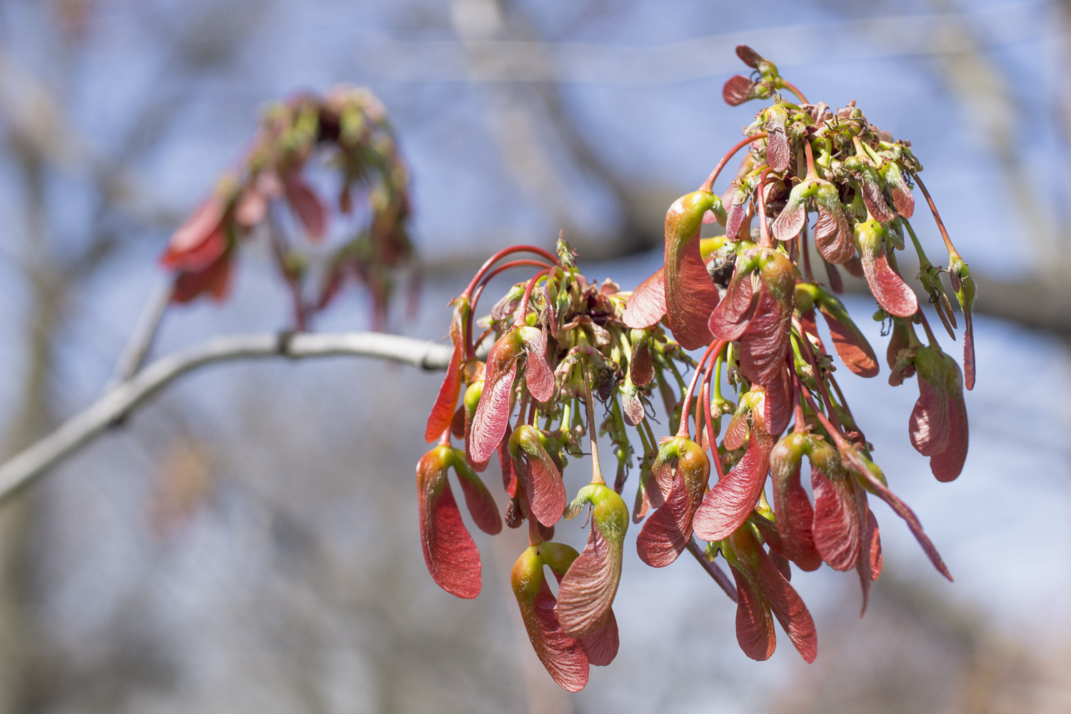 Sony a6000 + Canon EF 50mm F2.5 Macro sample photo. The daily percyscope 030 photography
