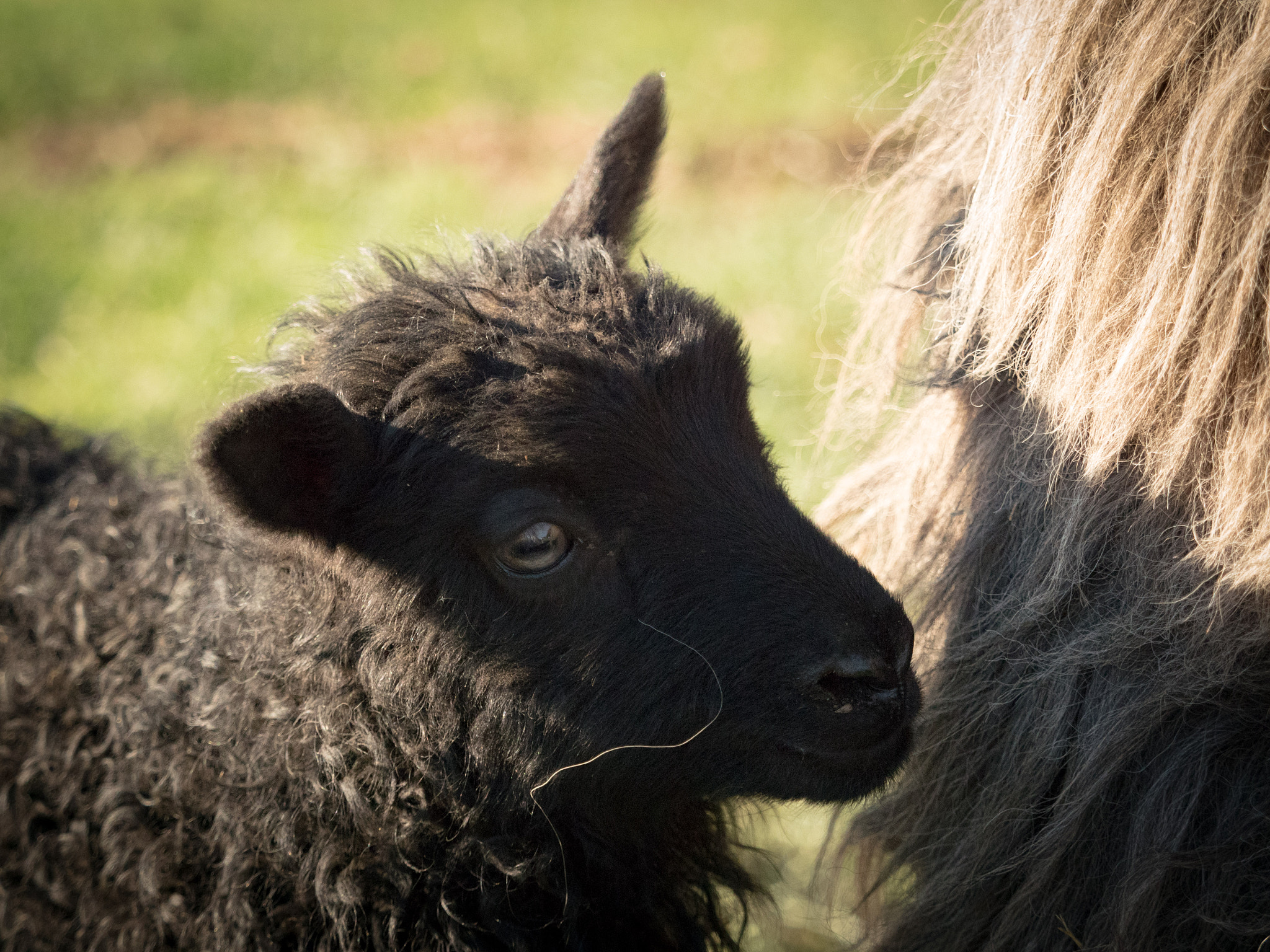 Panasonic Lumix DMC-GH4 + Olympus M.Zuiko Digital ED 40-150mm F2.8 Pro sample photo. Icelandic sheep ewe lamb photography