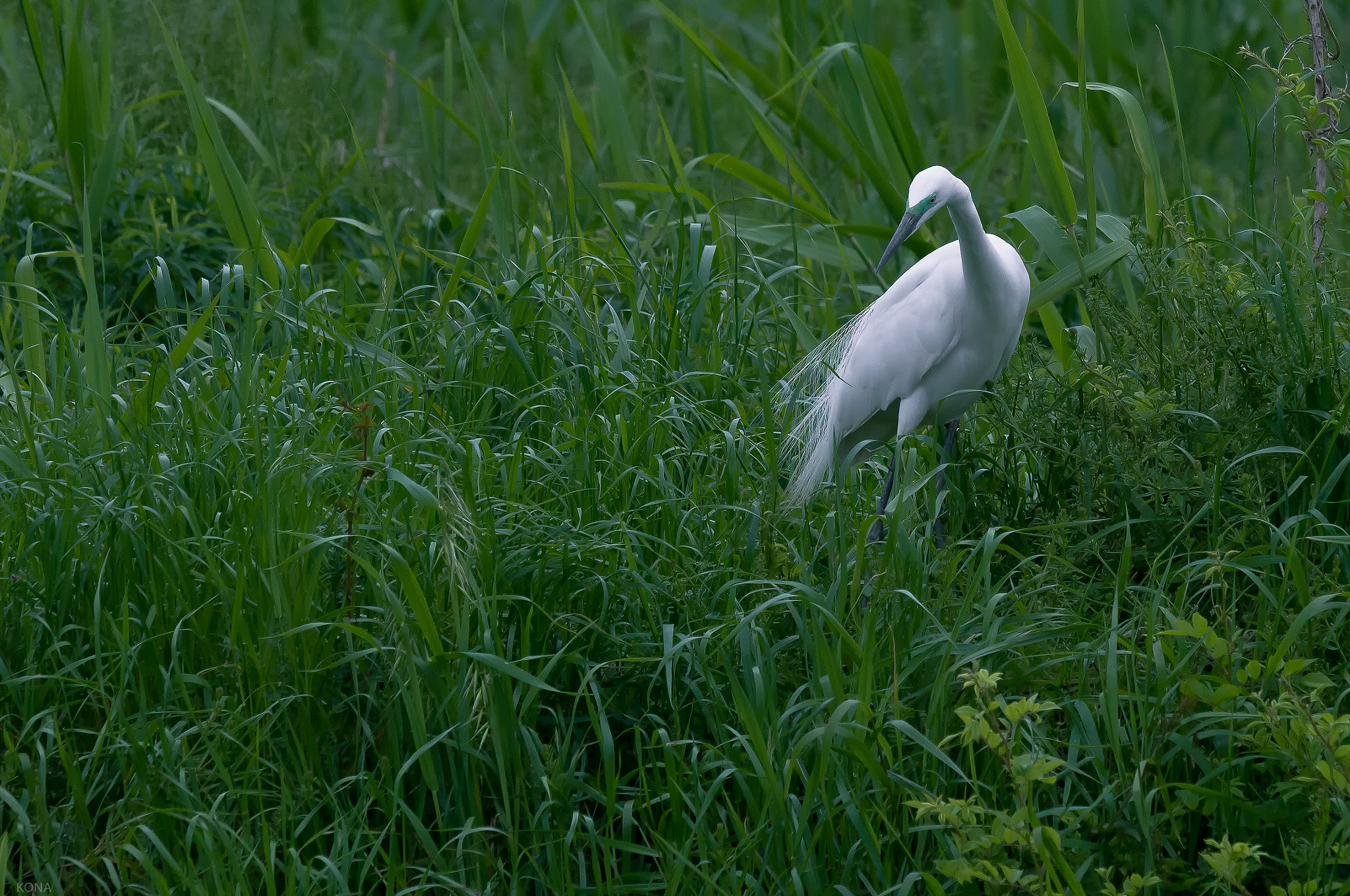 Nikon AF-S Nikkor 400mm F2.8G ED VR II sample photo. Sagi photography