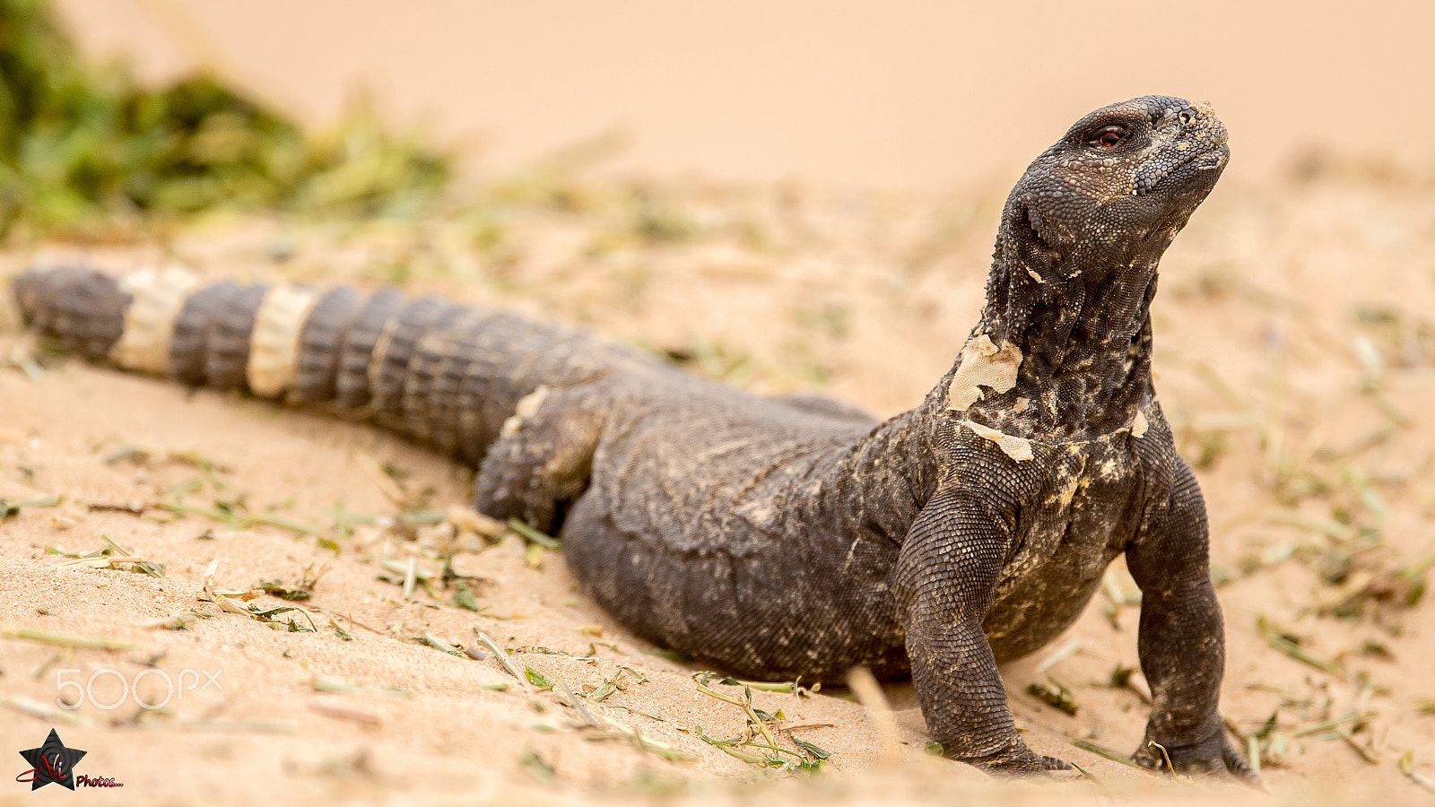 Nikon D5 sample photo. Uromastix microlepis_psn9759.jpg photography