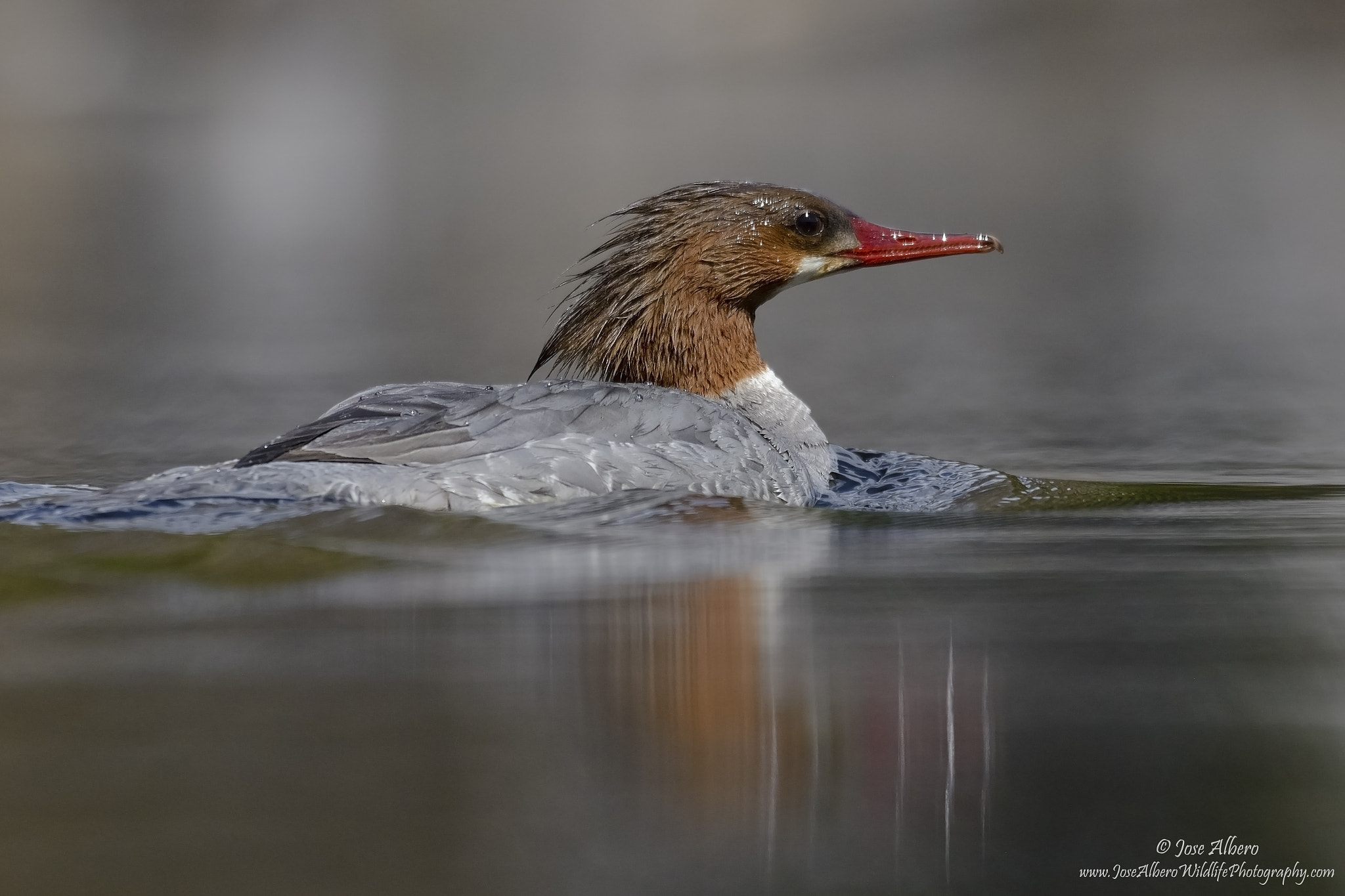 Nikon AF-S Nikkor 500mm F4D ED-IF II sample photo. Female common merganser photography