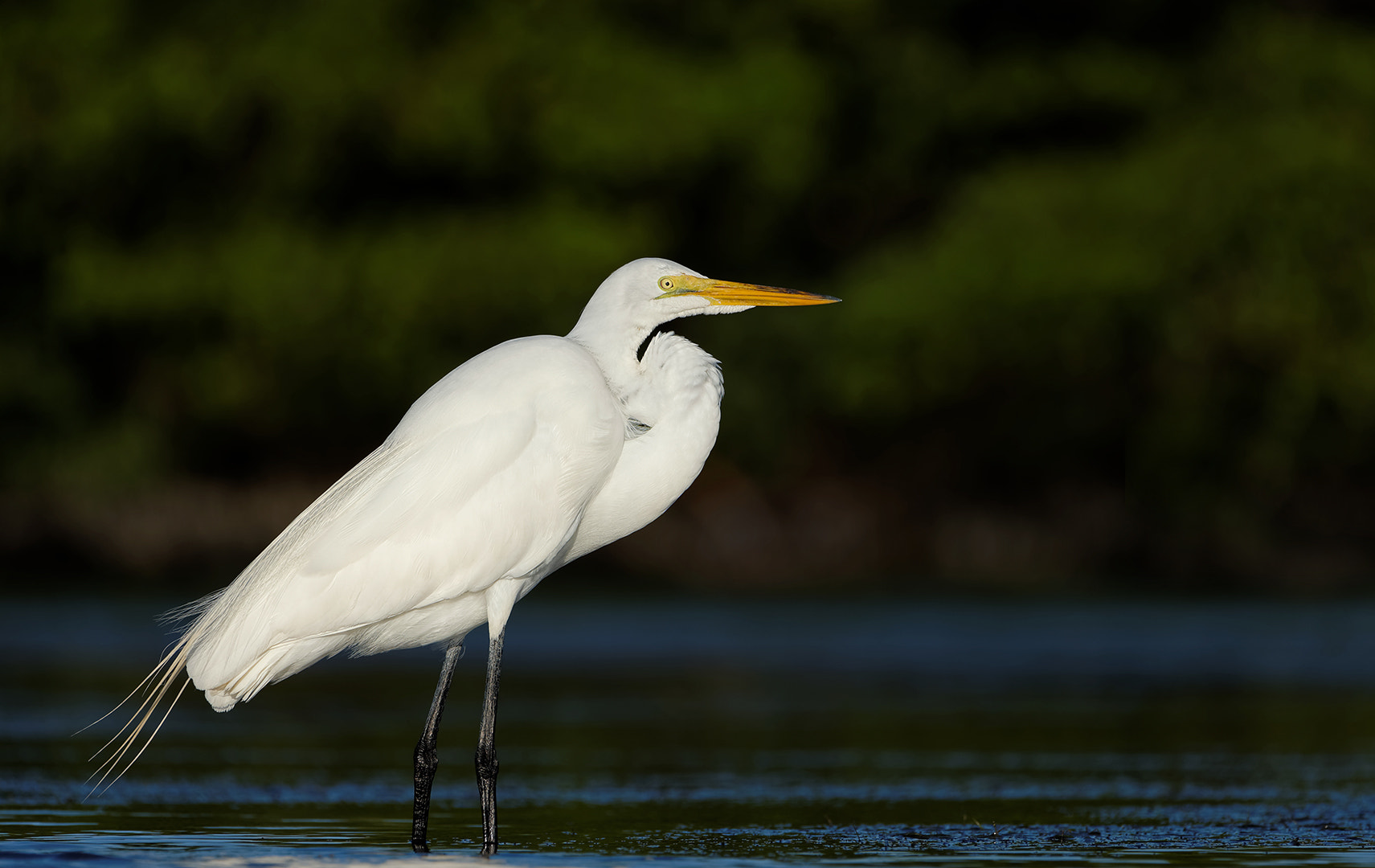 Nikon AF-S Nikkor 200-500mm F5.6E ED VR sample photo. Sunrise egret pose photography