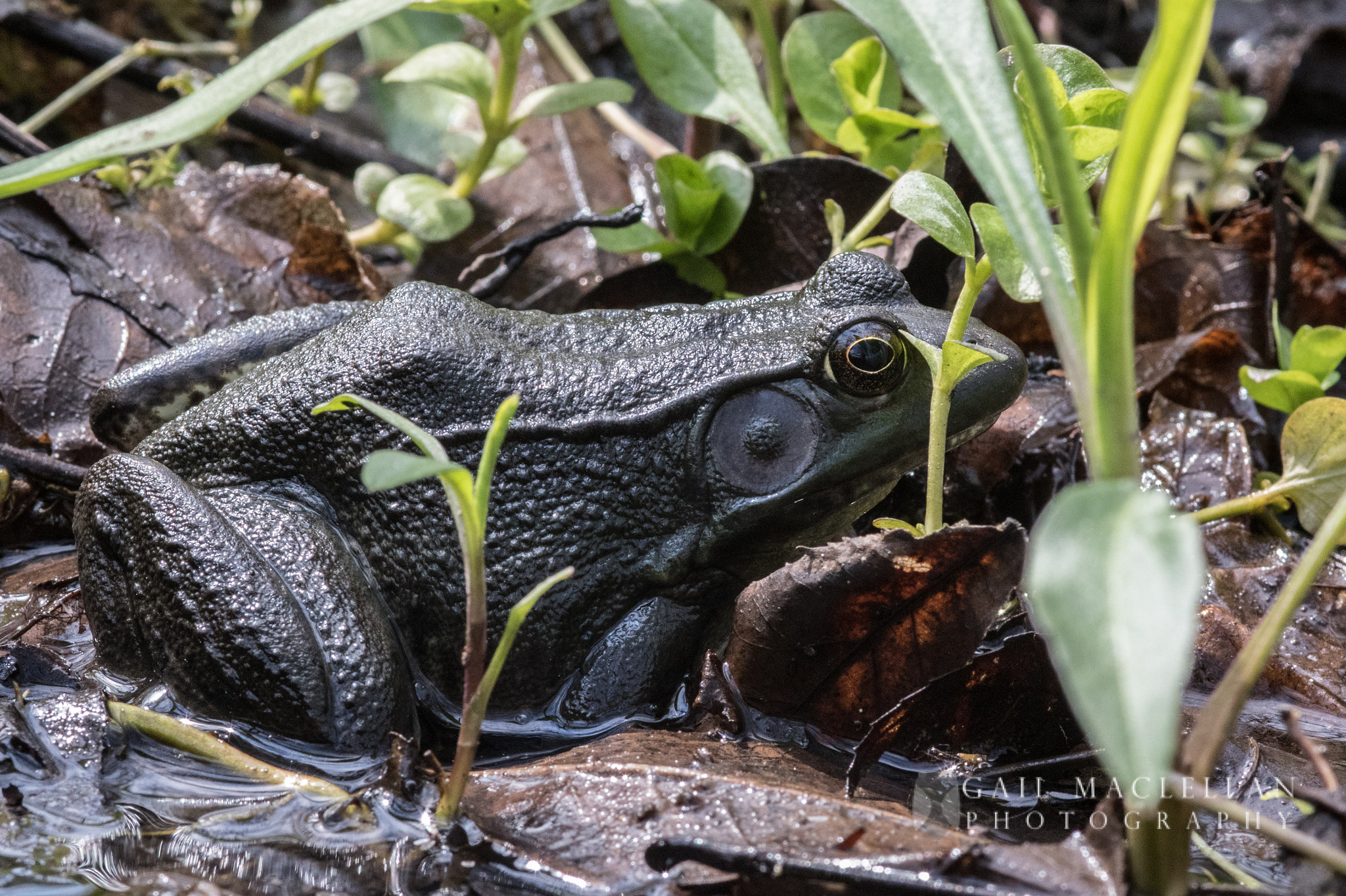 Sigma 105mm F2.8 EX DG Macro sample photo. American bullfrog photography