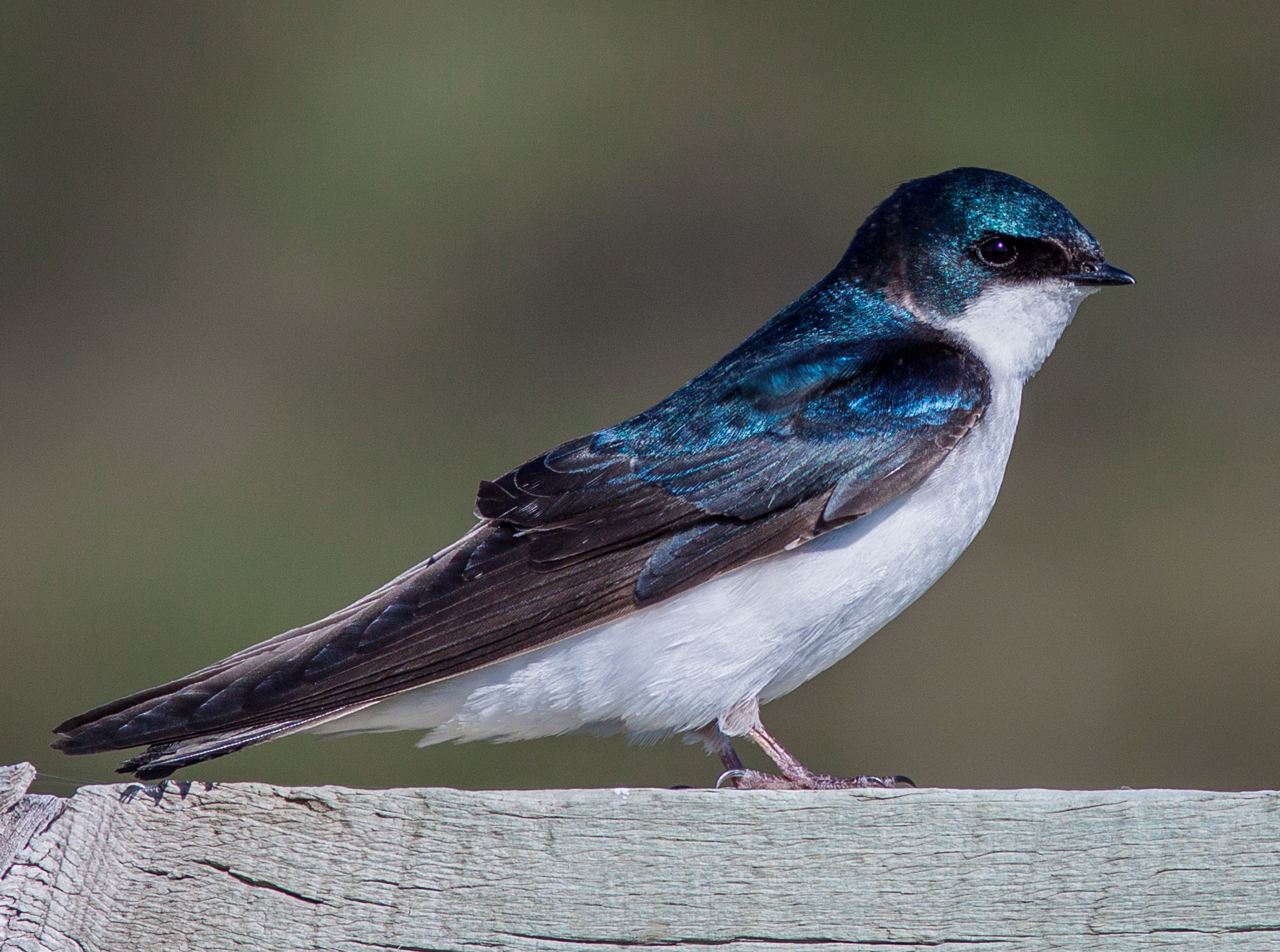 Canon EOS 50D + Canon EF 300mm F4L IS USM sample photo. Tree swallow in custer state park photography