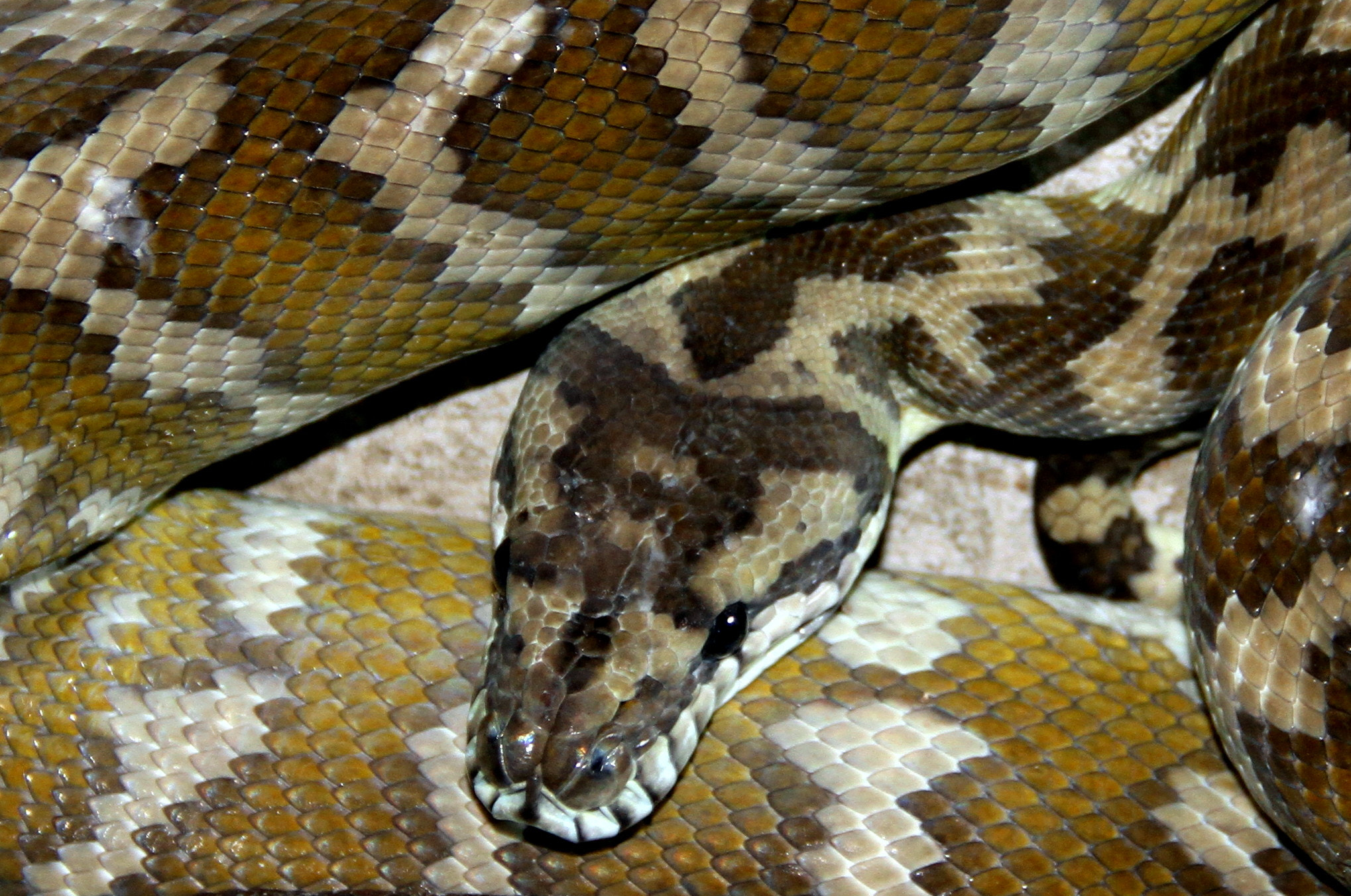 Canon EF-S 18-135mm F3.5-5.6 IS sample photo. Snake photography