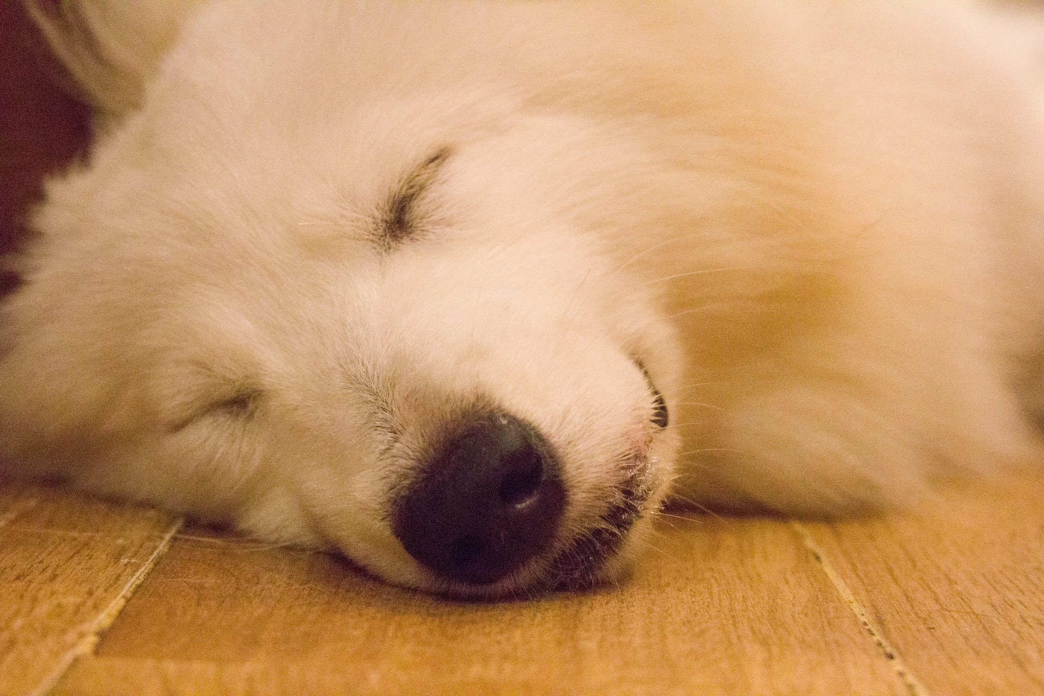 Canon EOS 600D (Rebel EOS T3i / EOS Kiss X5) sample photo. One night at dog coffee photography