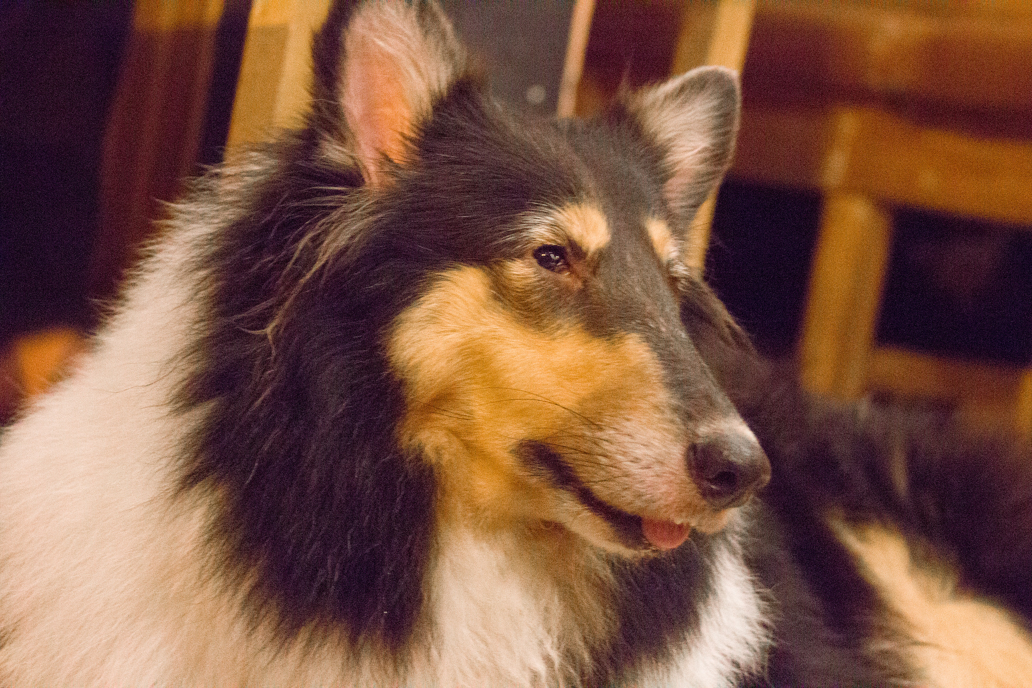 Canon EOS 600D (Rebel EOS T3i / EOS Kiss X5) sample photo. One night at dog coffee photography