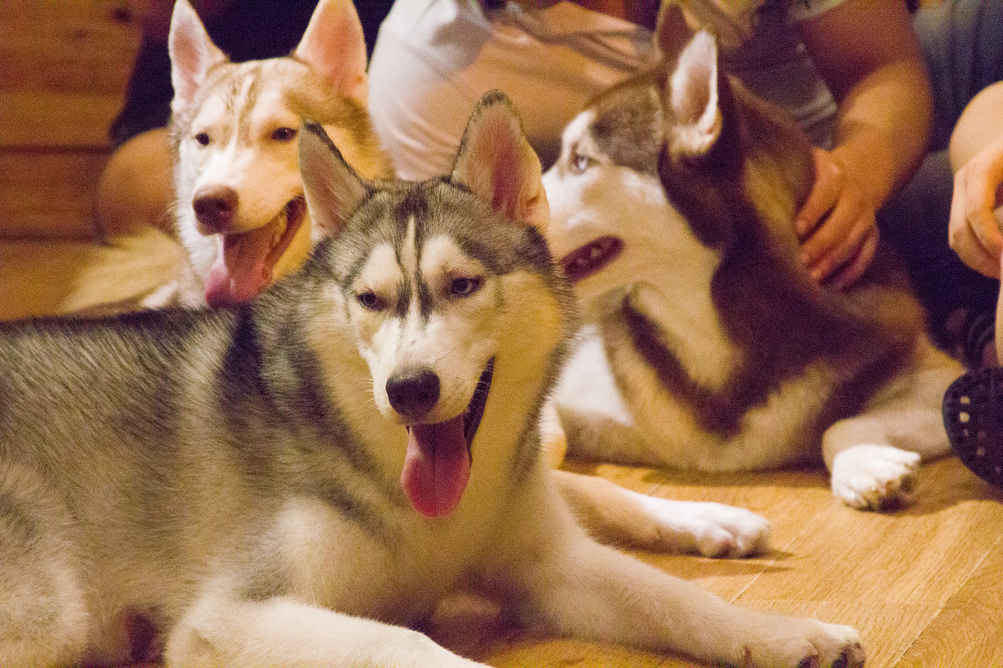 Canon EOS 600D (Rebel EOS T3i / EOS Kiss X5) sample photo. One night at dog coffee photography