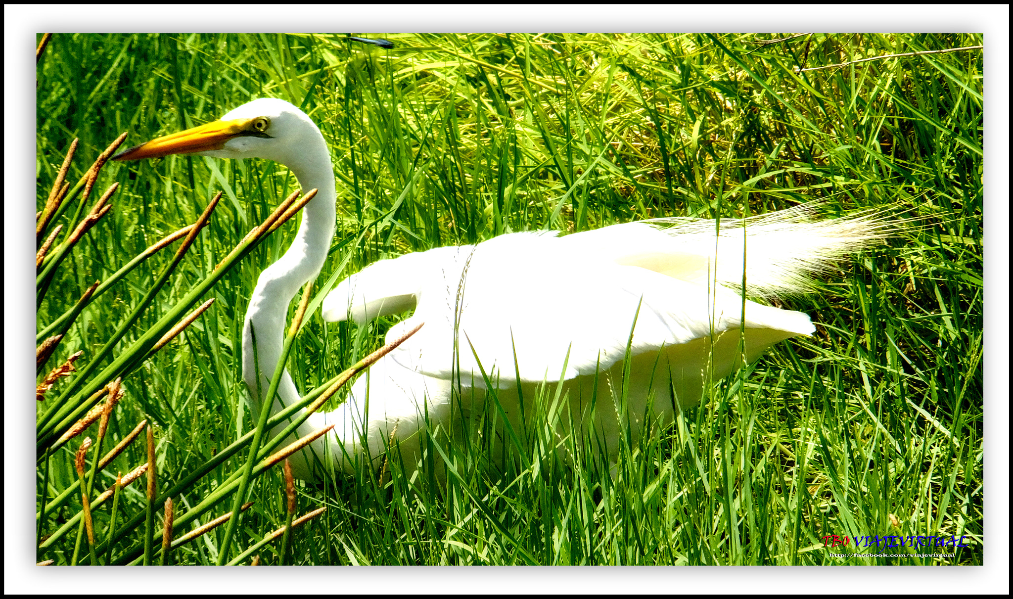 Fujifilm FinePix F850EXR sample photo. Great egret. casmerodius albus photography