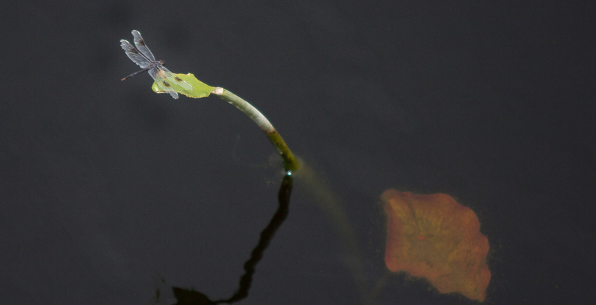 Sigma 70-200mm F2.8 EX DG OS HSM sample photo. The dragon fly collection photography