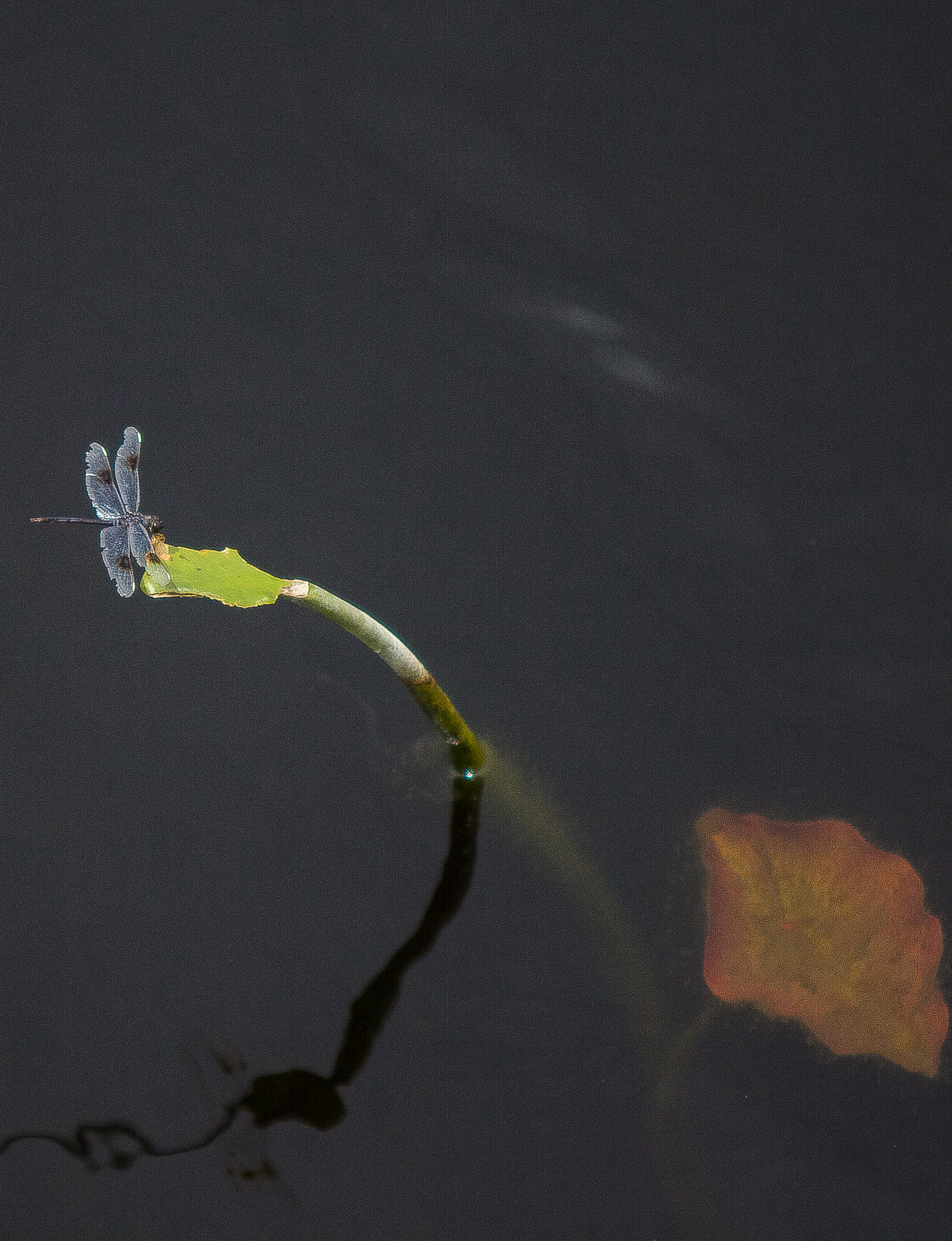 Sigma 70-200mm F2.8 EX DG OS HSM sample photo. The dragon fly collection photography