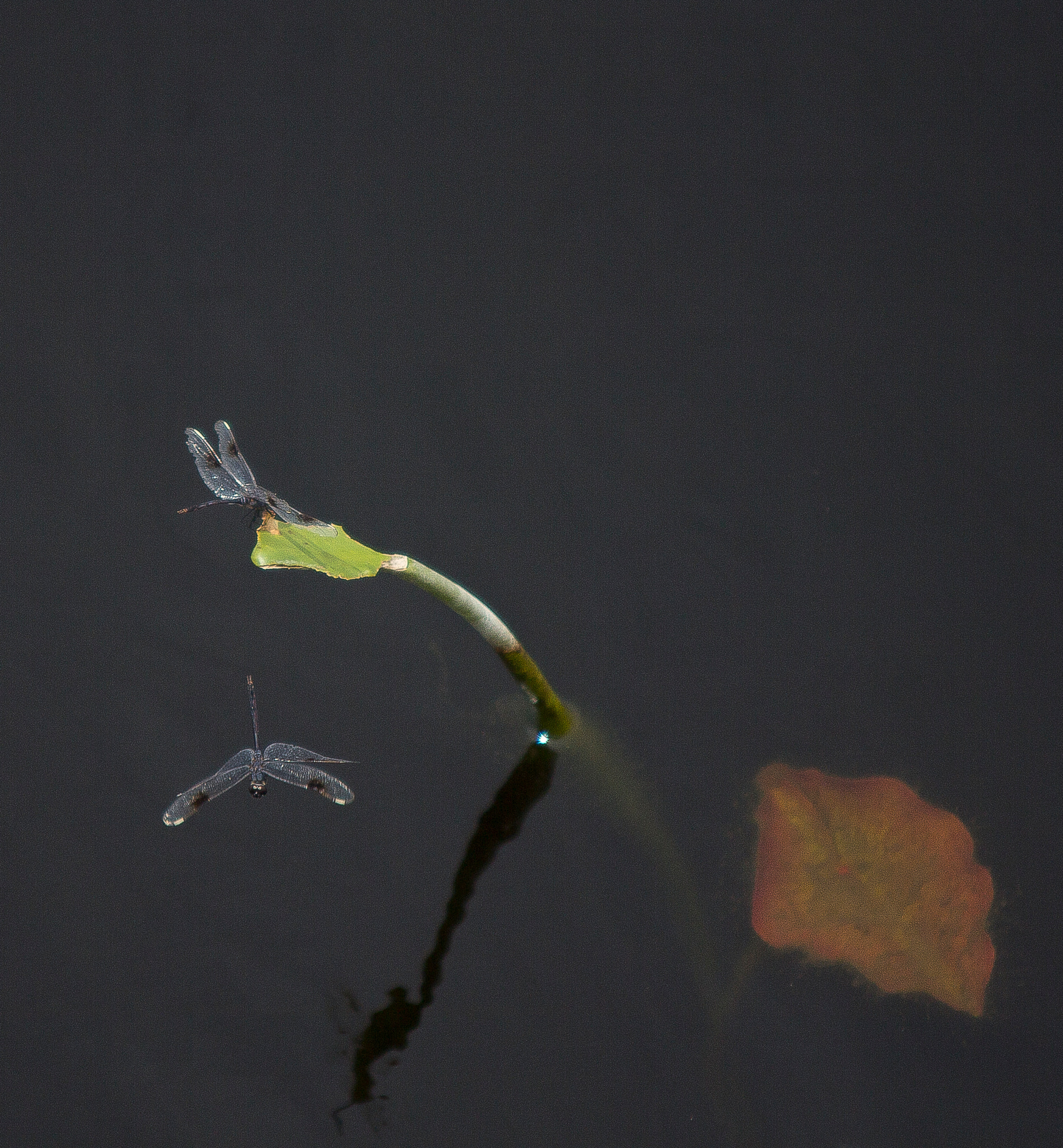Sigma 70-200mm F2.8 EX DG OS HSM sample photo. The dragon fly collection photography