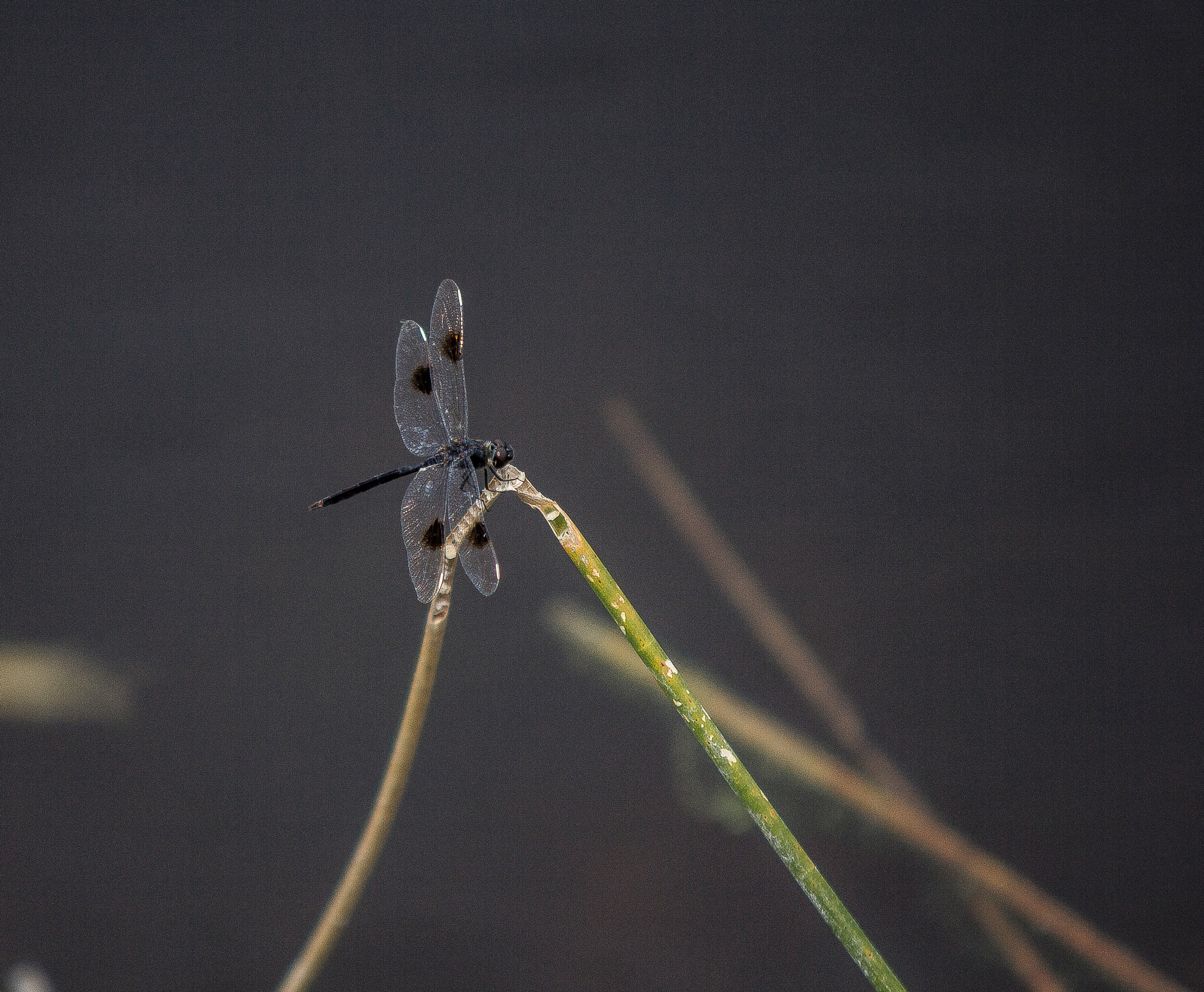 Sigma 70-200mm F2.8 EX DG OS HSM sample photo. The dragon fly collection photography