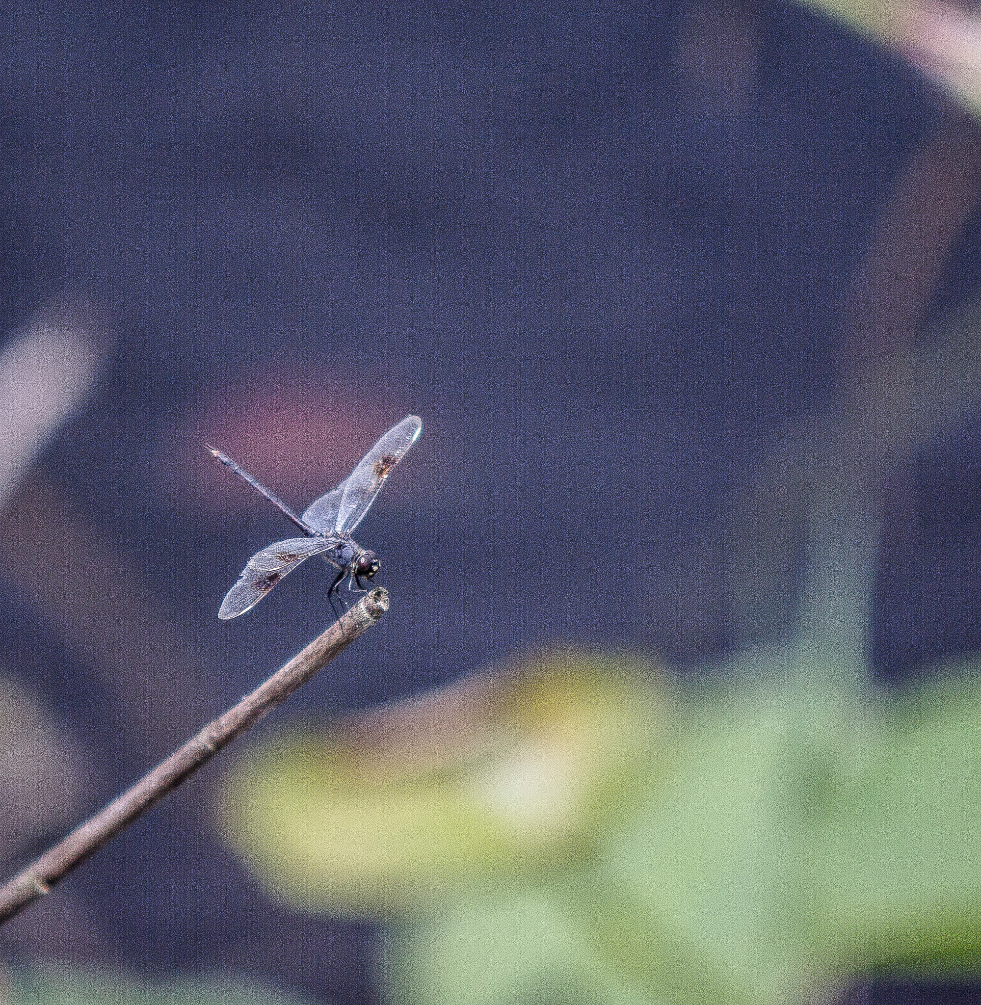 Sigma 70-200mm F2.8 EX DG OS HSM sample photo. The dragon fly collection photography