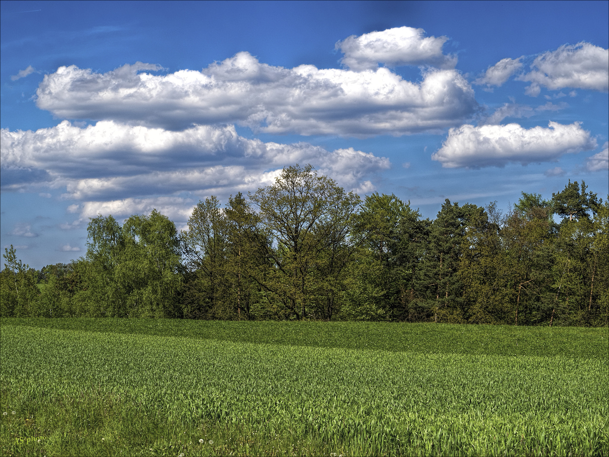 Olympus OM-D E-M1 sample photo. Springtime photography