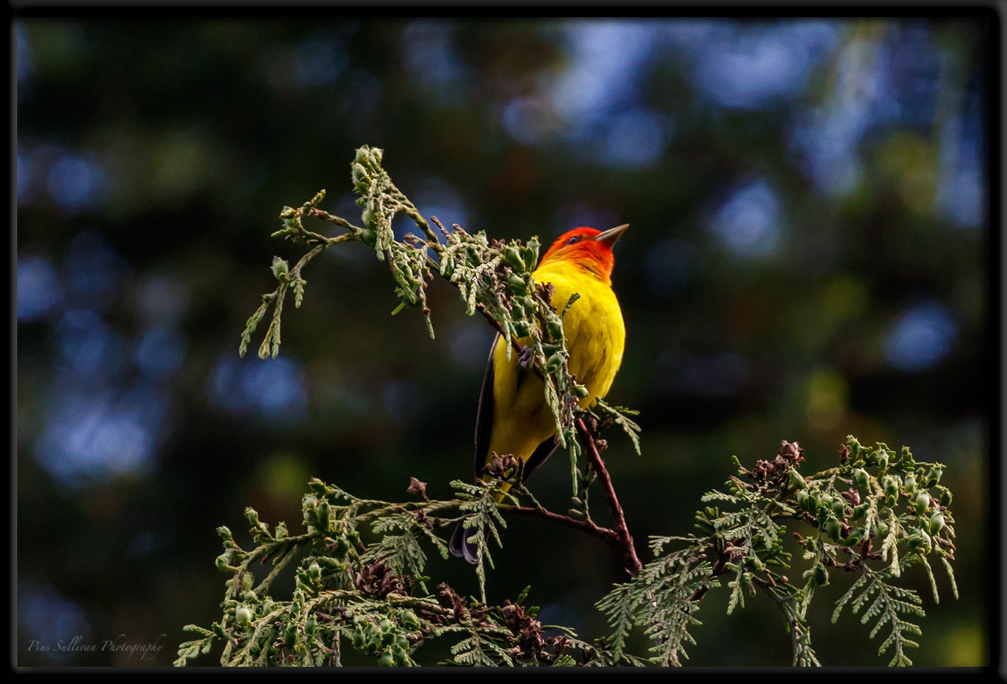 Canon EOS 7D Mark II + Canon EF 400mm F4 DO IS II USM sample photo. Western tanager photography