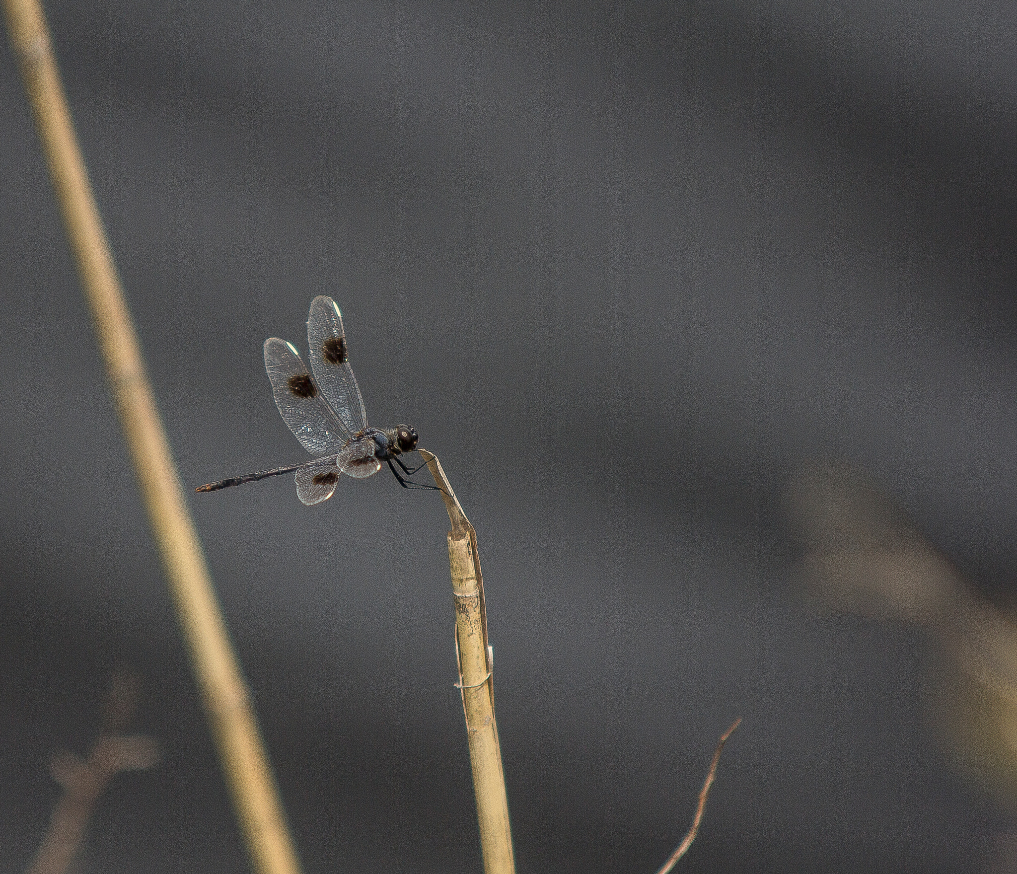 Sigma 70-200mm F2.8 EX DG OS HSM sample photo. The dragon fly collection photography