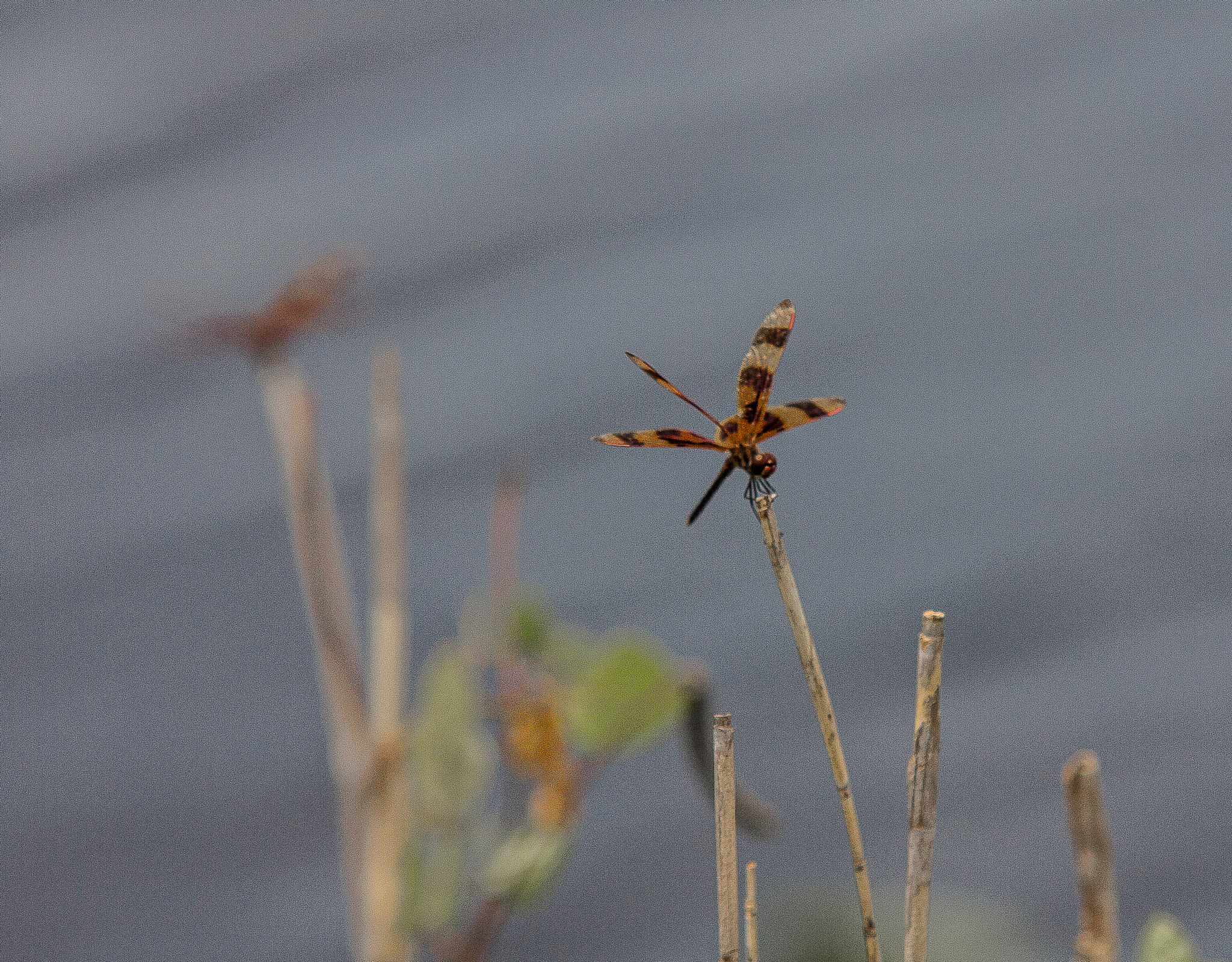 Sigma 70-200mm F2.8 EX DG OS HSM sample photo. The dragon fly collection photography