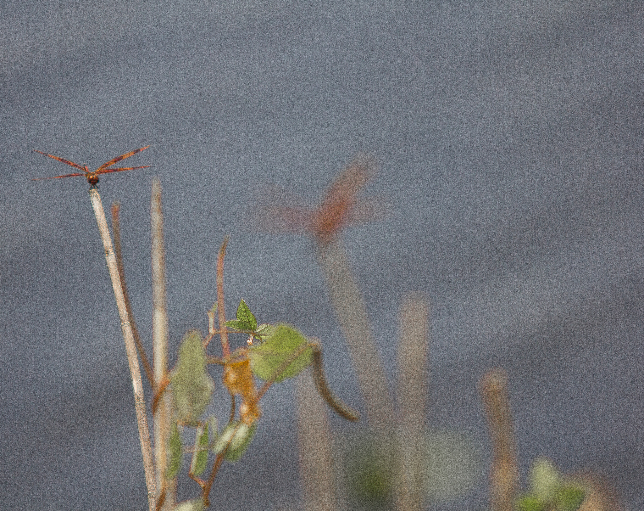 Sigma 70-200mm F2.8 EX DG OS HSM sample photo. The dragon fly collection photography