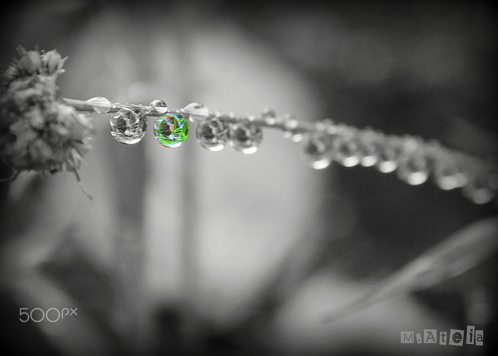 Canon EOS 100D (EOS Rebel SL1 / EOS Kiss X7) sample photo. The beauty of rain photography