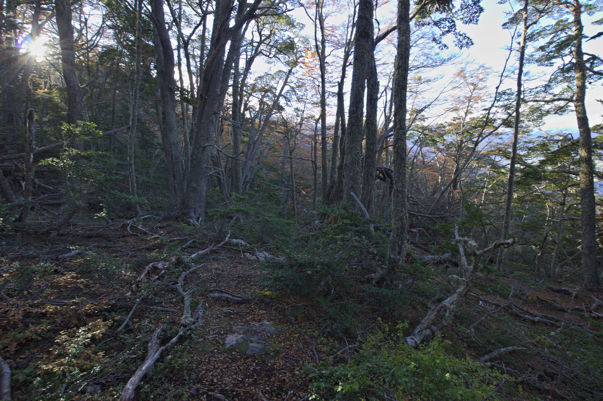 Sigma 10-20mm F3.5 EX DC HSM sample photo. Bosque fueguino en otoño photography