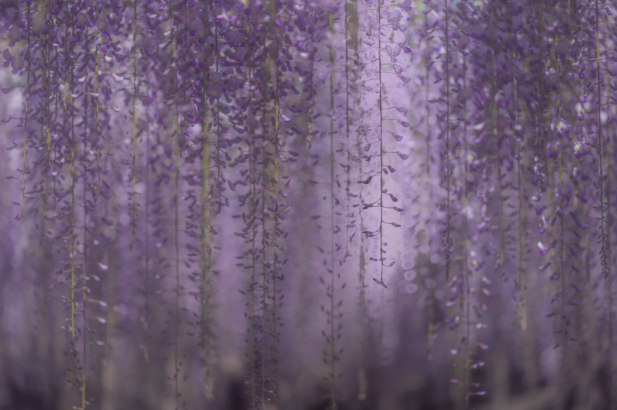 Nikon Df sample photo. Purple rain 2016 (in memory of the prince) photography