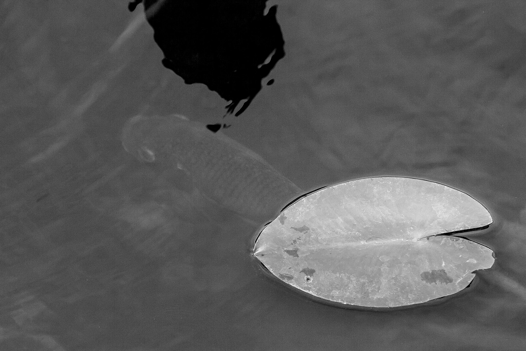 Sigma 70-200mm F2.8 EX DG OS HSM sample photo. My third eye media the lilly and the bass photography