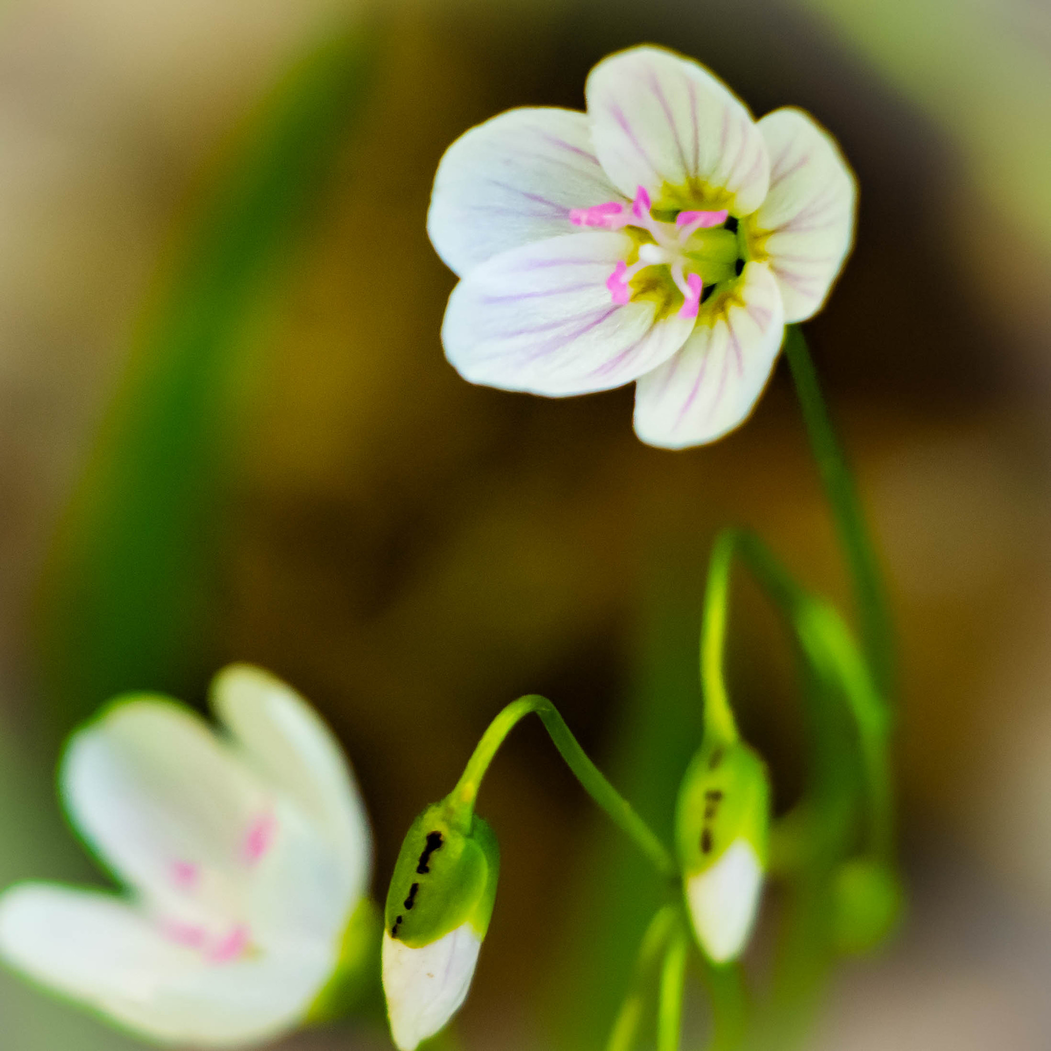 Canon EF-S 18-135mm F3.5-5.6 IS STM sample photo. Wildflower photography
