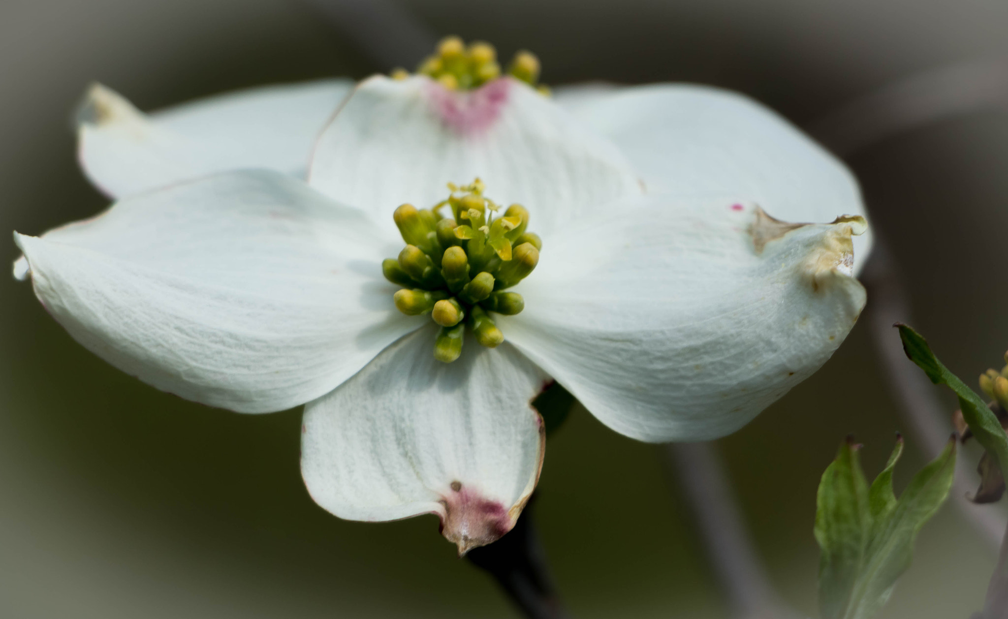 Canon EF-S 18-135mm F3.5-5.6 IS STM sample photo. Dogwood photography