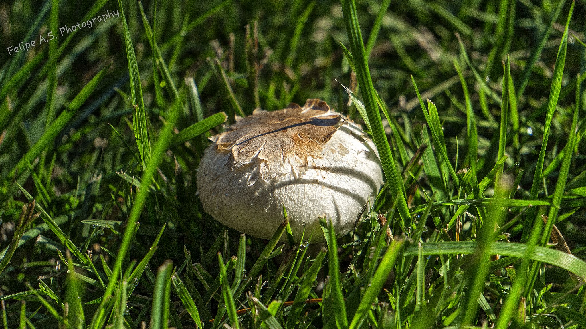 Sony Alpha a3500 sample photo. Mushroom photography